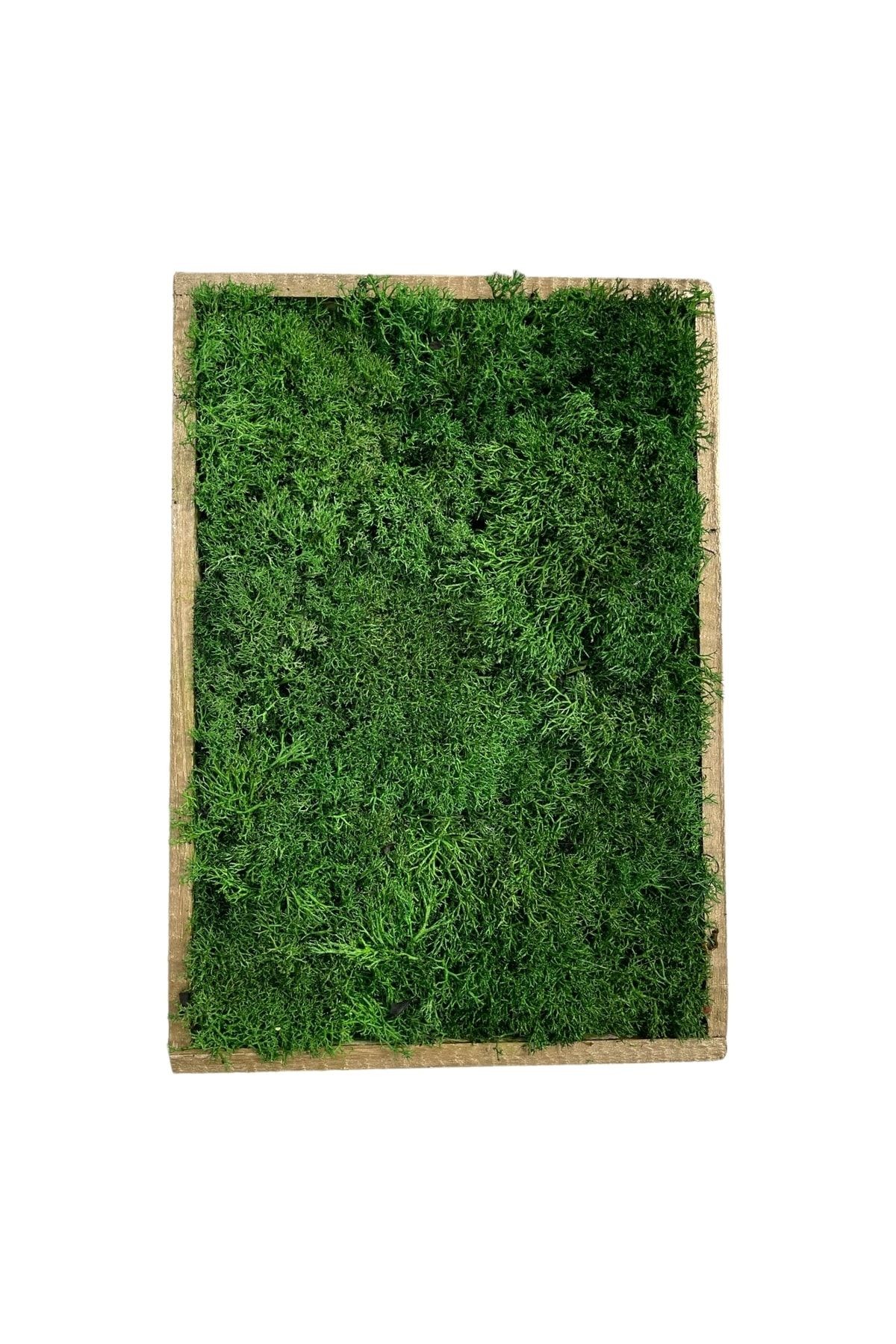 Natural Freezing Norway Moss Table Gift Wall Door Table Decoration 20x30cm