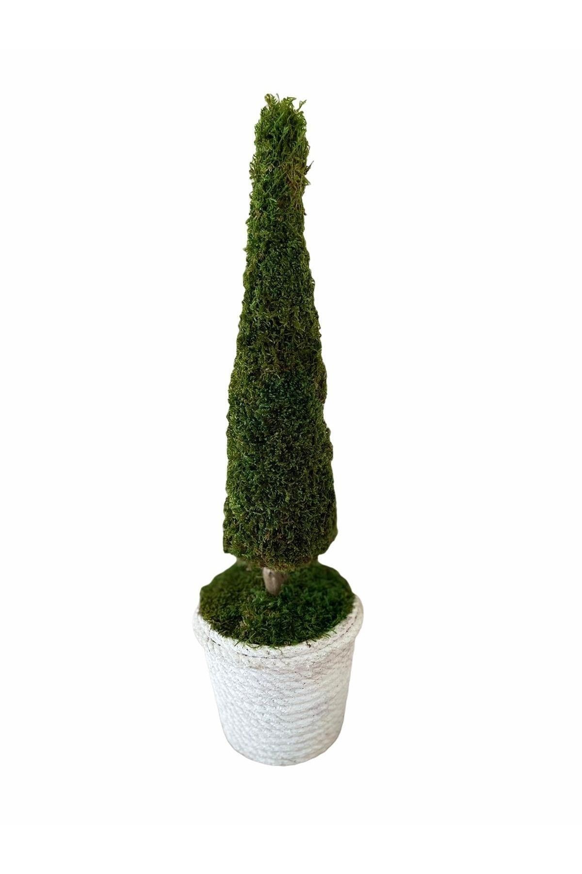 Preserved Moss Decorative Tree