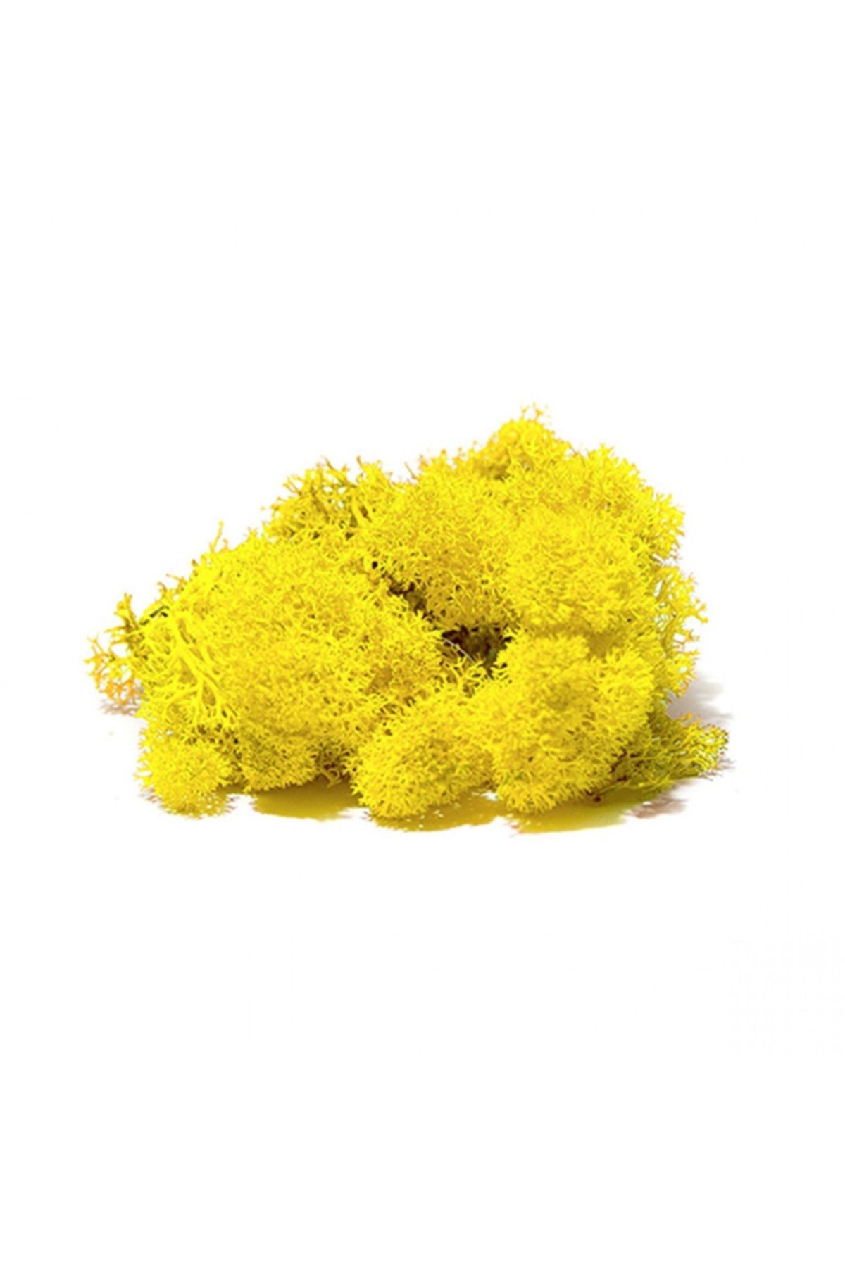 Reindeer Moss Sarı Şoklanmış Ithal Norveç Yosunu