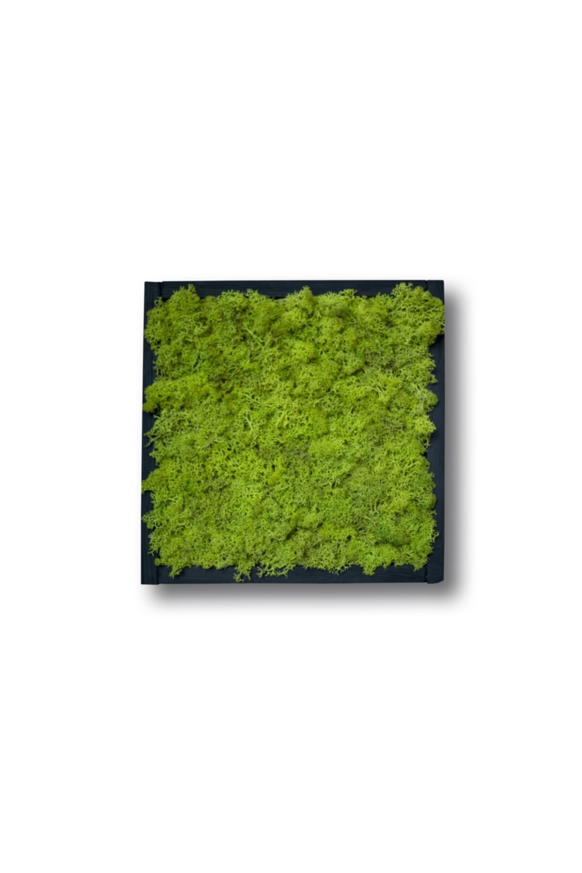 May Green Live Moss Painting (30cmx30cm)