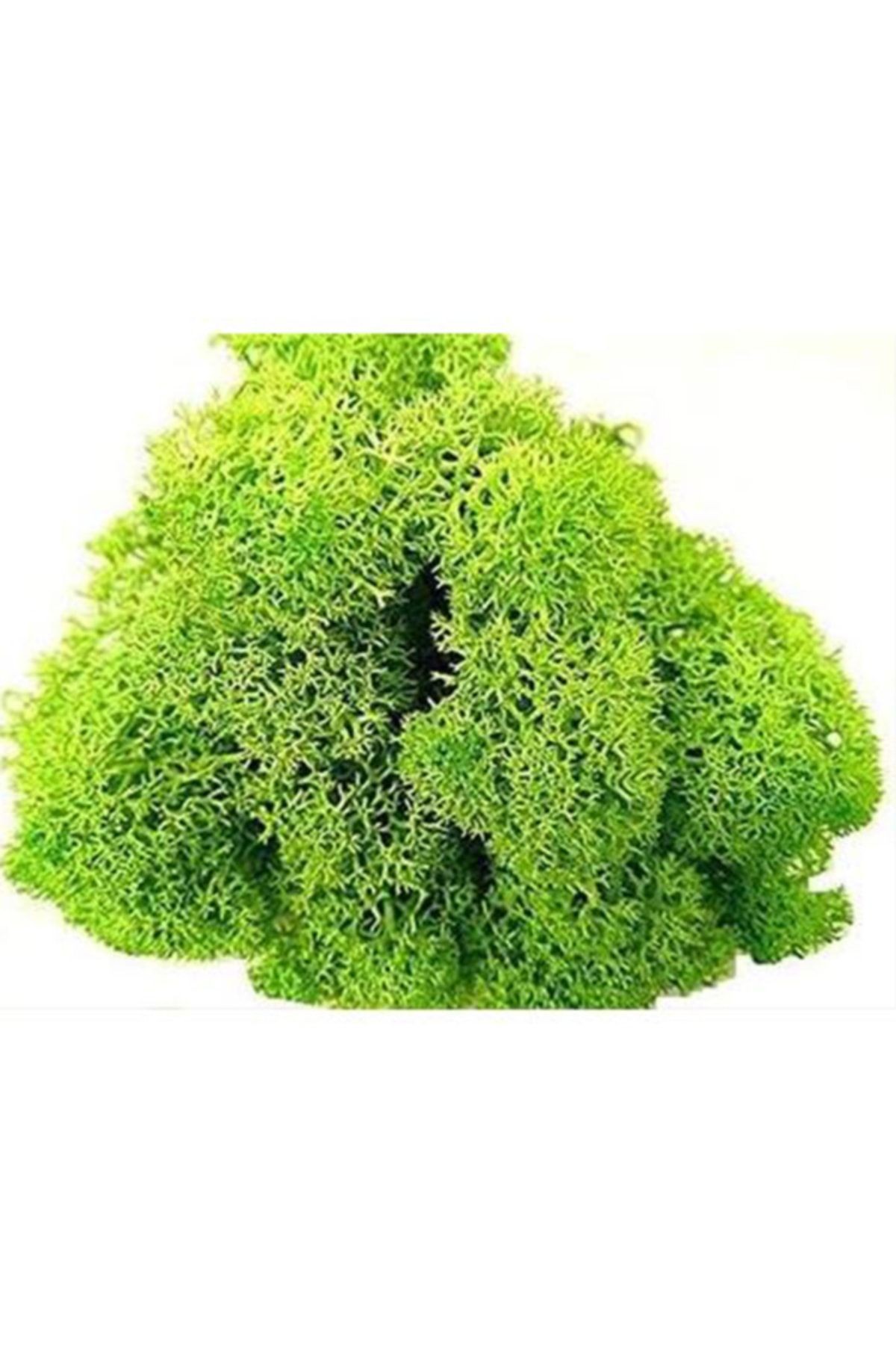 Reindeer Moss Spring Green Şoklanmış Ithal Norveç Yosunu 4 Kg