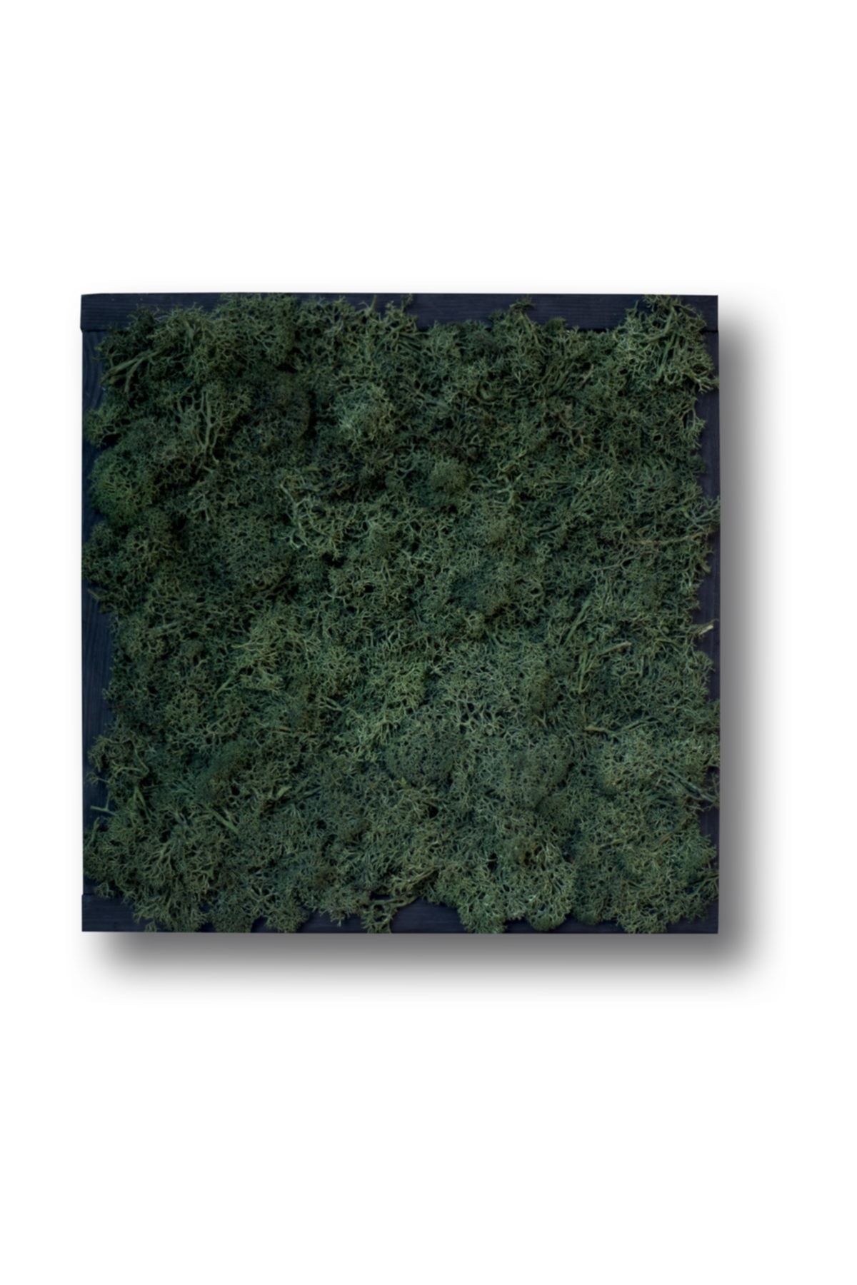 Dark Green Live Moss Painting (30cmx30cm)