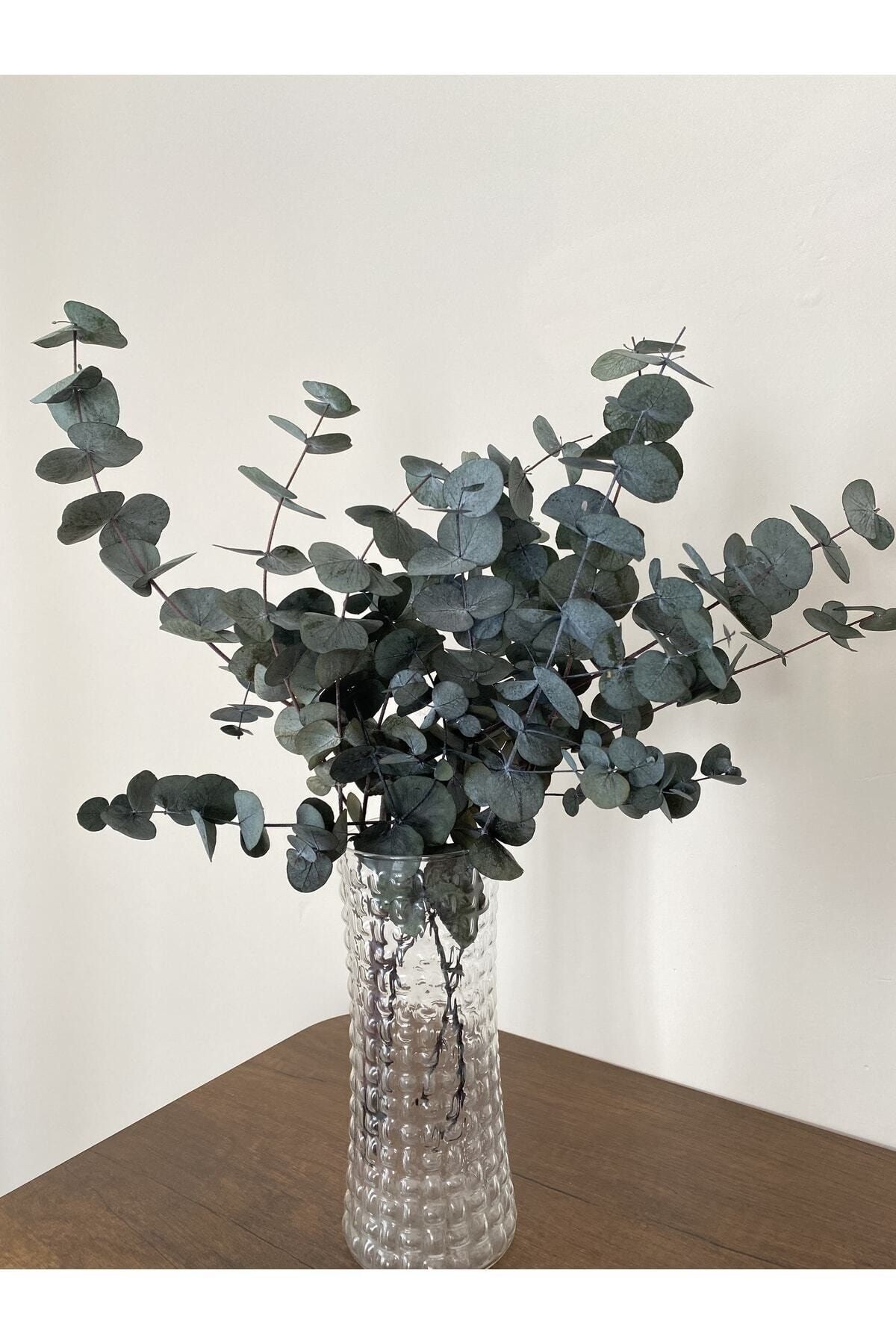 Eucalyptus