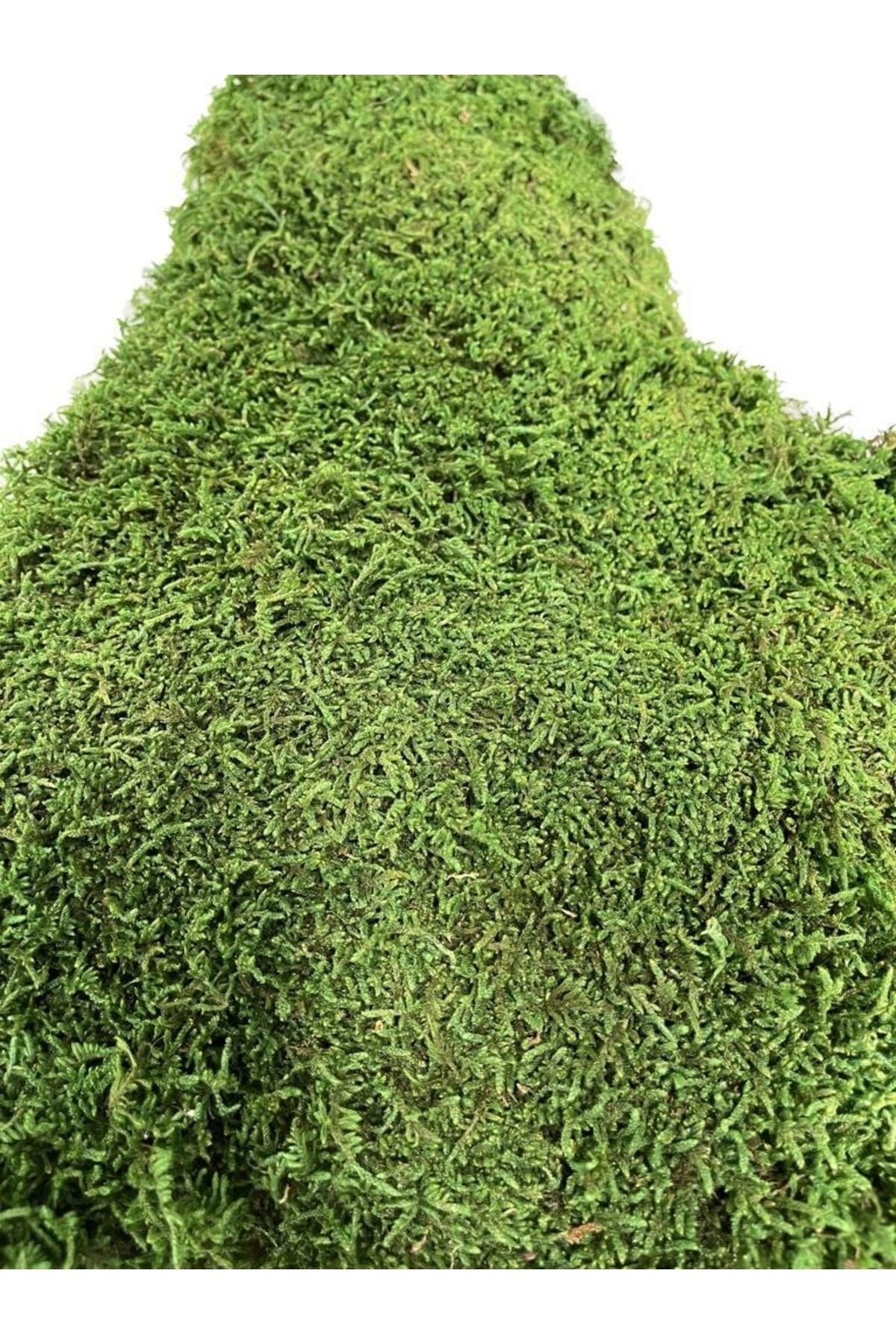 Natural Freezing Preserved Oak Leaf Green Moss 500 gr - Preserved Moss, Unfading Living