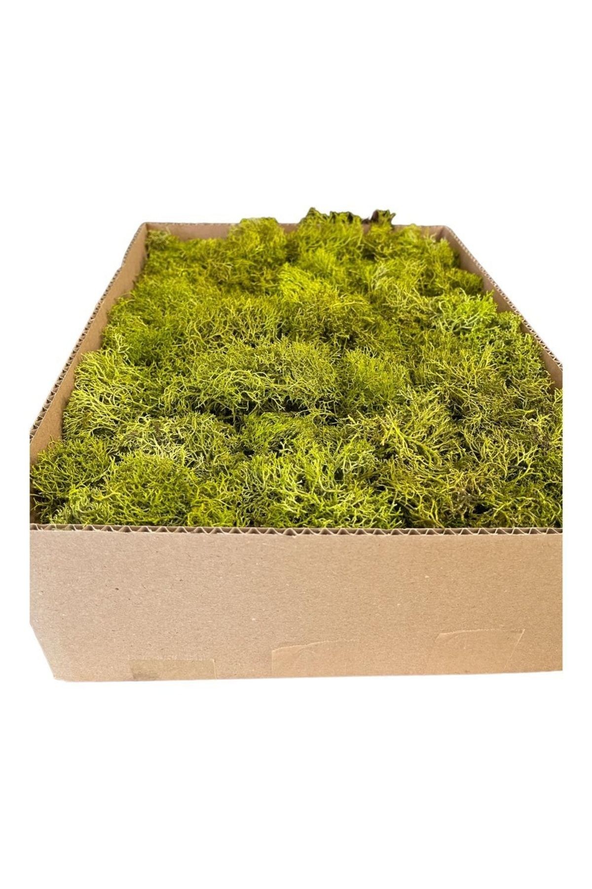 Terrarium Moss Green Norway Moss Lichen Mossterrarium Ornament House Plant Office Plant Indoor Plant