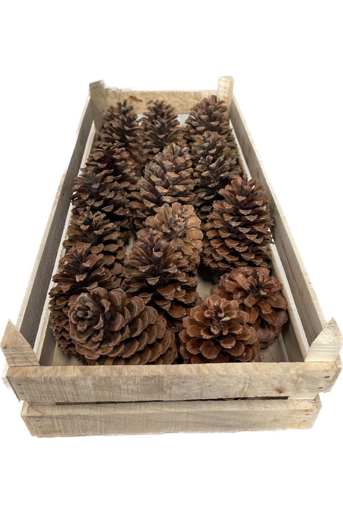 Natural Maritima Cones 20 cones in a wooden case, Christmas decorations