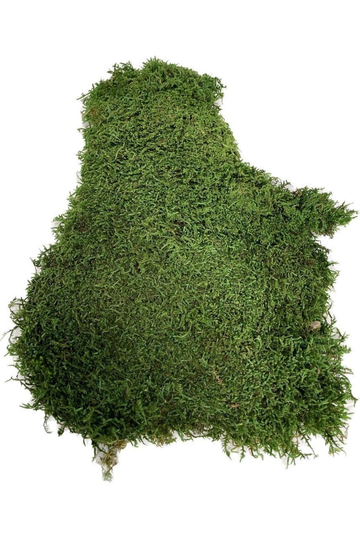 Doğal Şoklanmış Korunmuş Meşe Yaprak Yeşil Yosun 500 gr - Preserved Moss , Solmayan Yaşayan