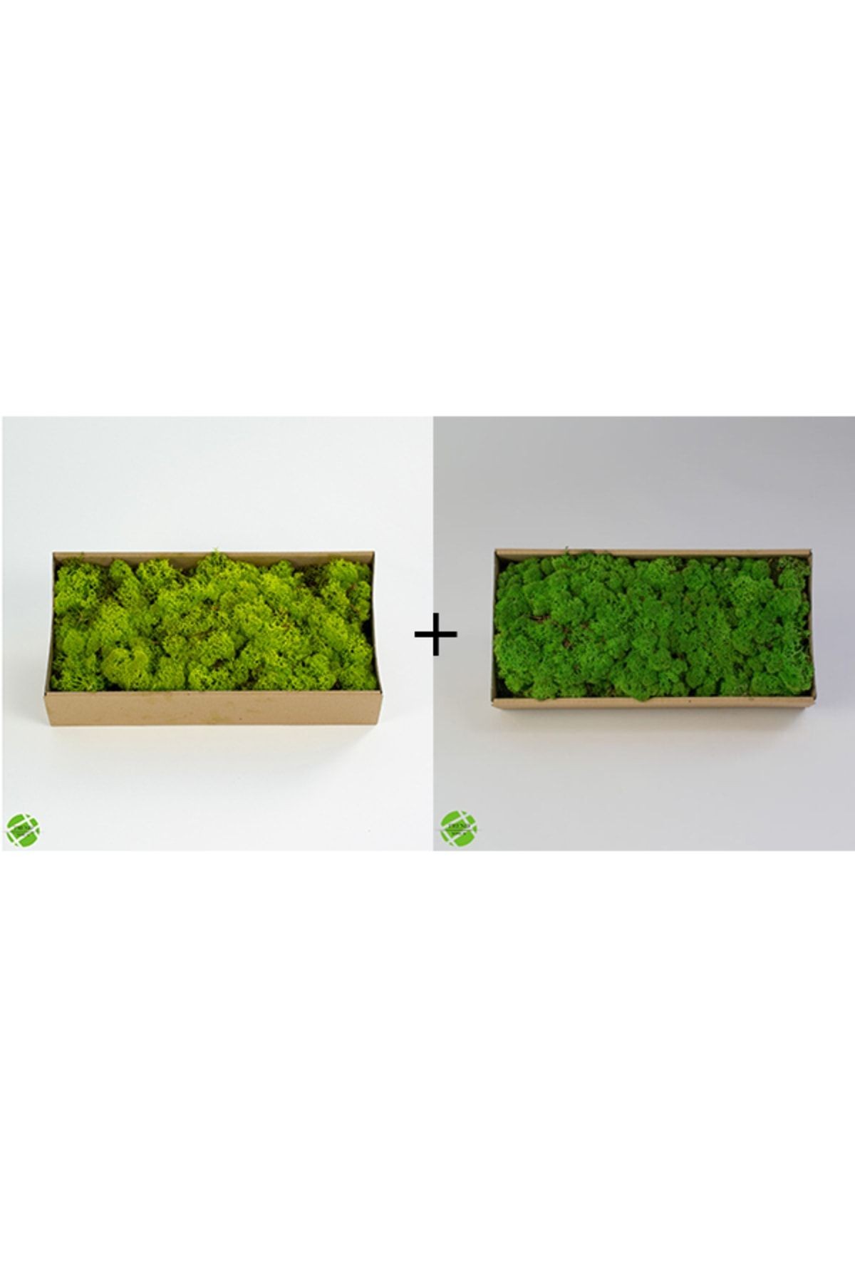 Reindeer Moss Lime Green-forest Green Set of 2 Freezing Imported Norwegian Moss