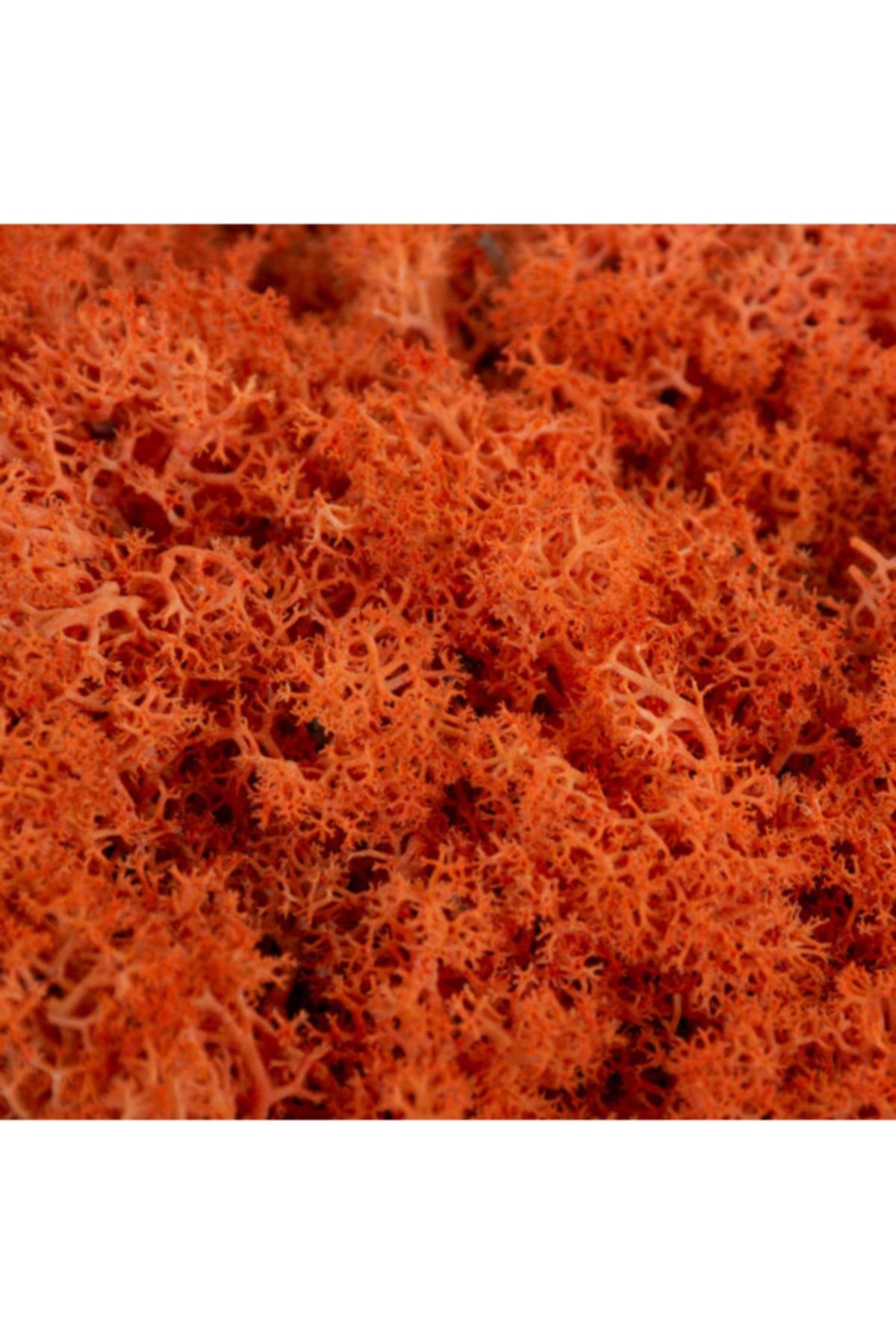 Reindeer Moss Turuncu Şoklanmış Ithal Norveç Yosunu