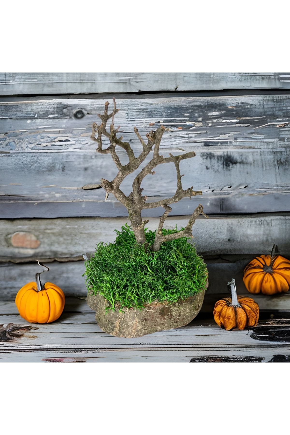 Miniature Natural Freezing Gift Wish Tree Natural Norwegian Moss Oak Tree