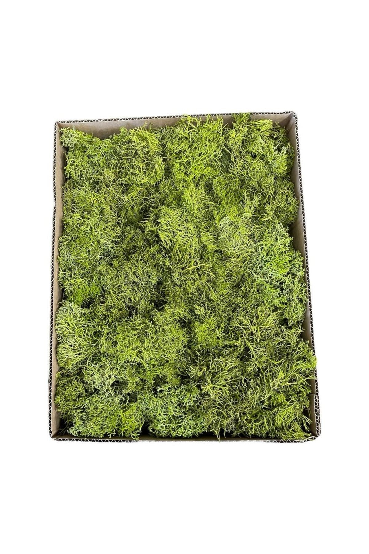 Terrarium Moss Green Norway Moss Lichen Mossterrarium Ornament House Plant Office Plant Indoor Plant