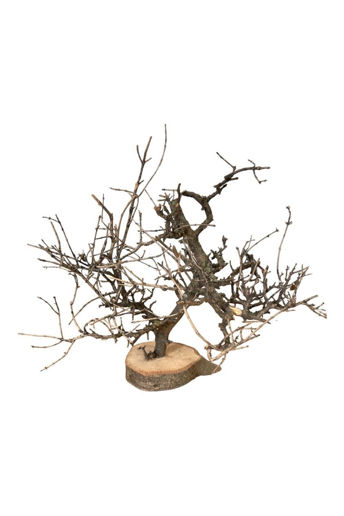 Dekoratif Dilek Ağacı Natural , Kurutulmuş Meşe , Minyatür Bonsai, Handmade Doğal