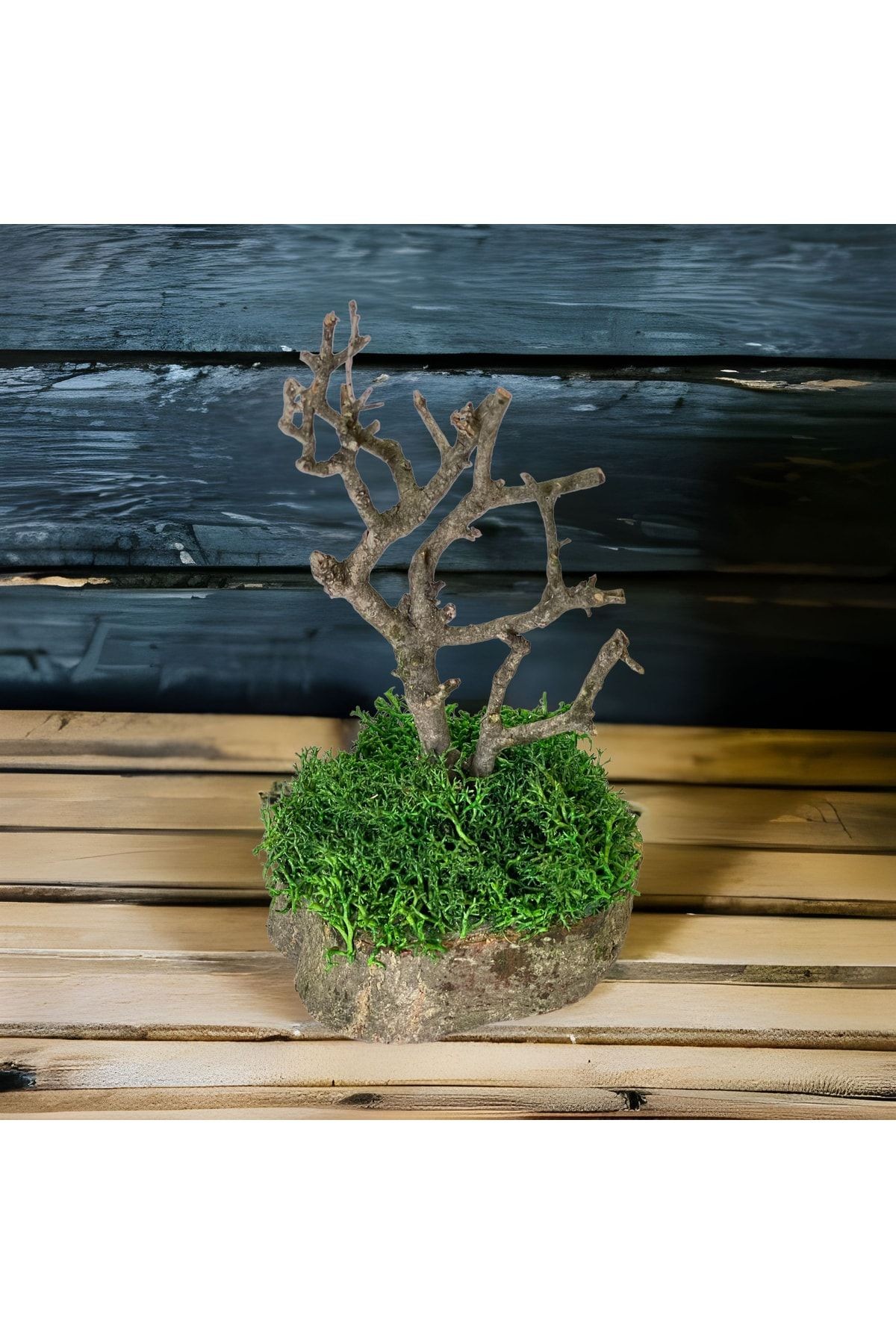 Miniature Natural Freezing Gift Wish Tree Natural Norwegian Moss Oak Tree