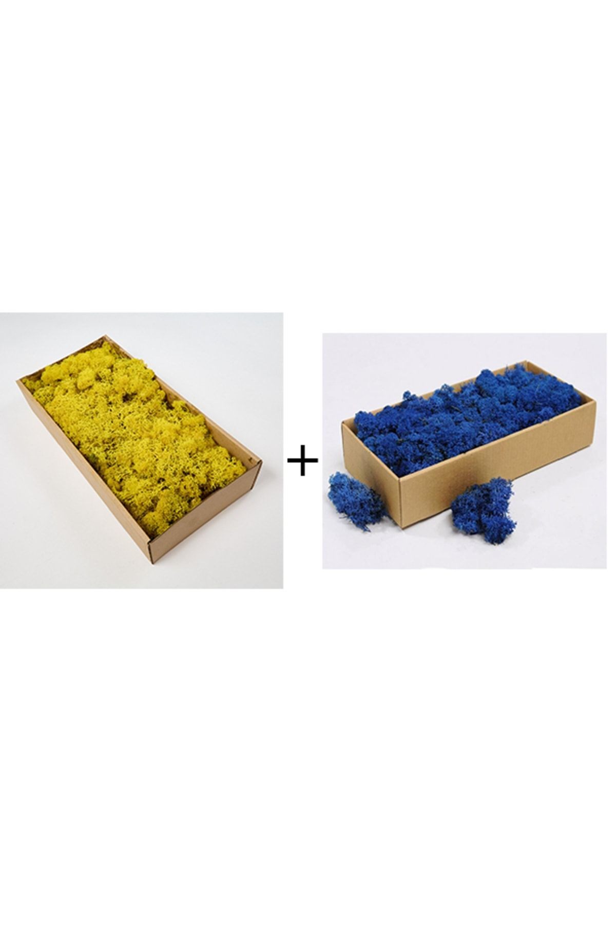 Reindeer Moss Yellow-blue Set of 2 Freezing Imported Norwegian Moss