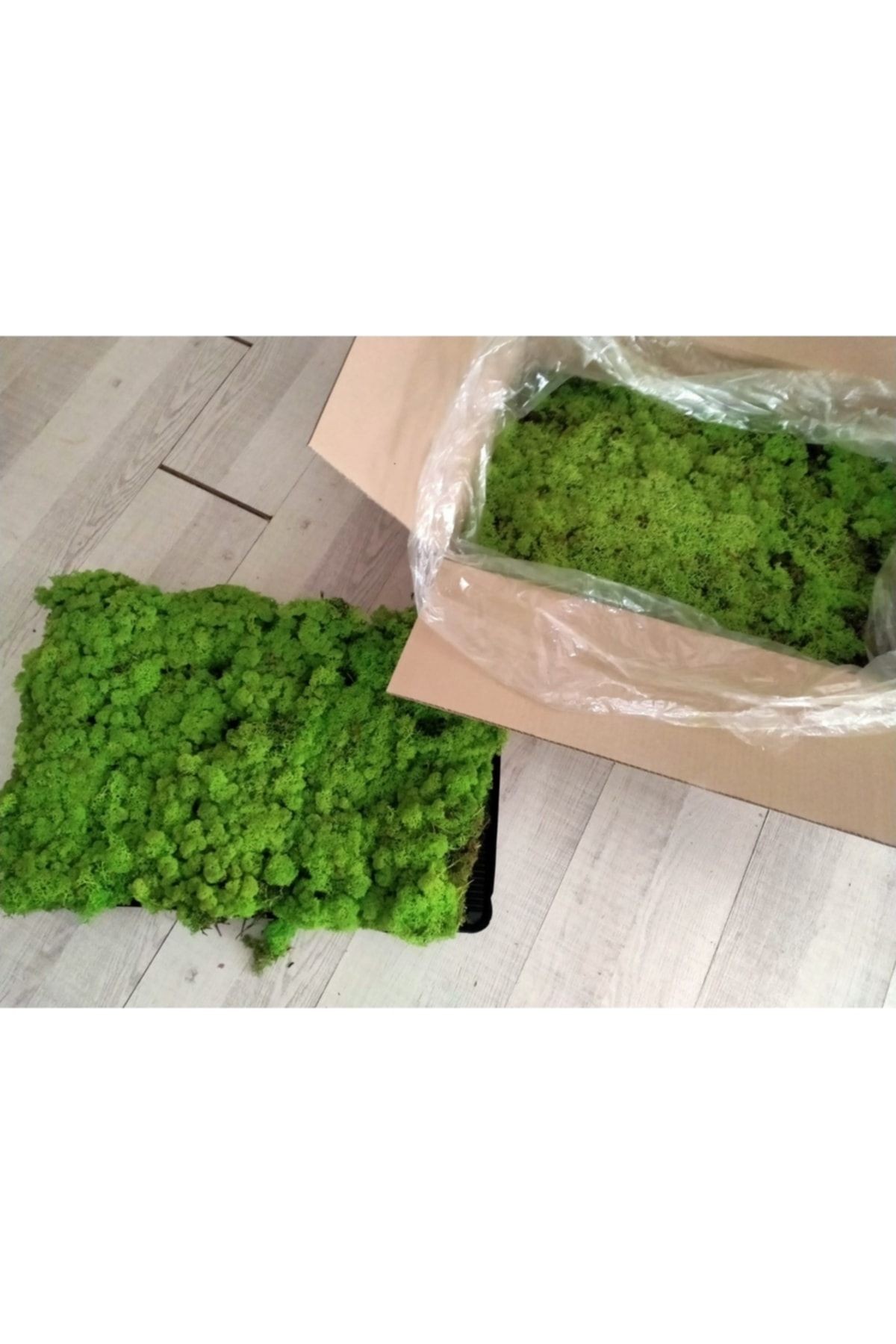 Reindeer Moss Spring Green Şoklanmış Ithal Norveç Yosunu 4 Kg