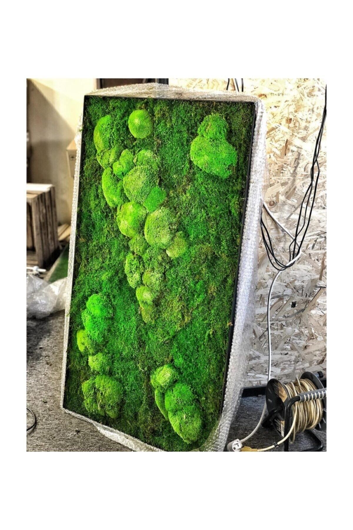 Mumyalanmış, Şoklanmış Yosun Kara Yosunu Flatmoss 500 gr. Yosun %100 Doğal Flat Moss