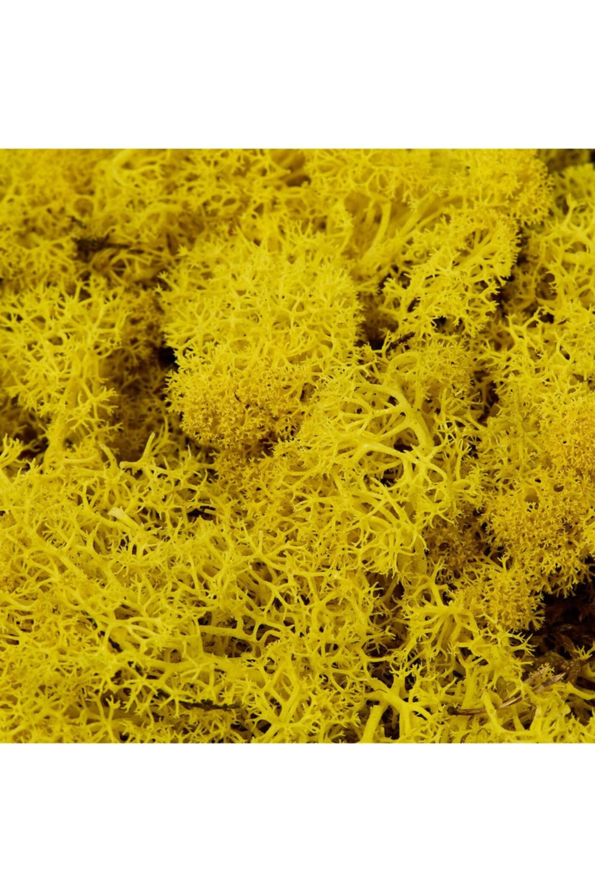 Reindeer Moss Sarı Şoklanmış Ithal Norveç Yosunu