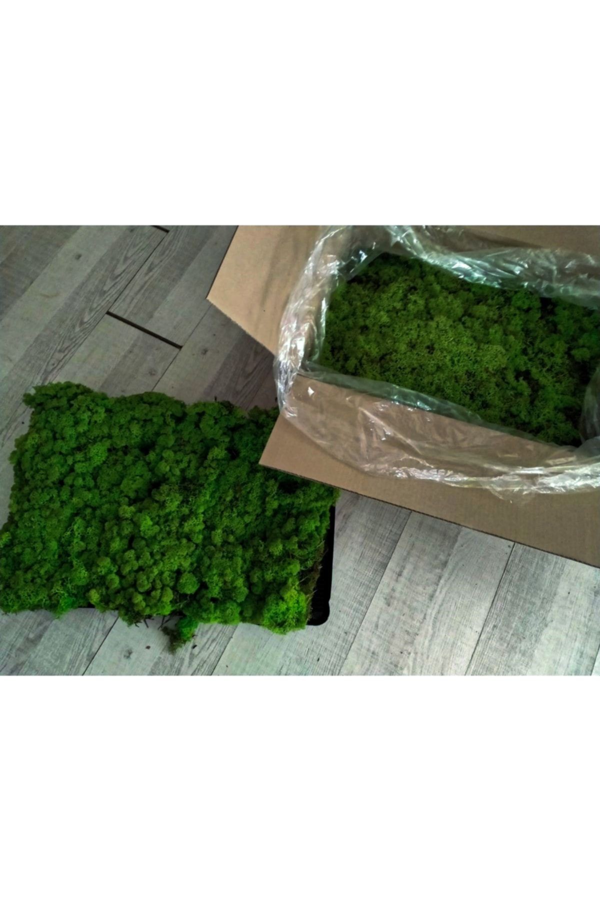 Reindeer Moss Forest Green Şoklanmış Ithal Norveç Yosunu 4 Kg