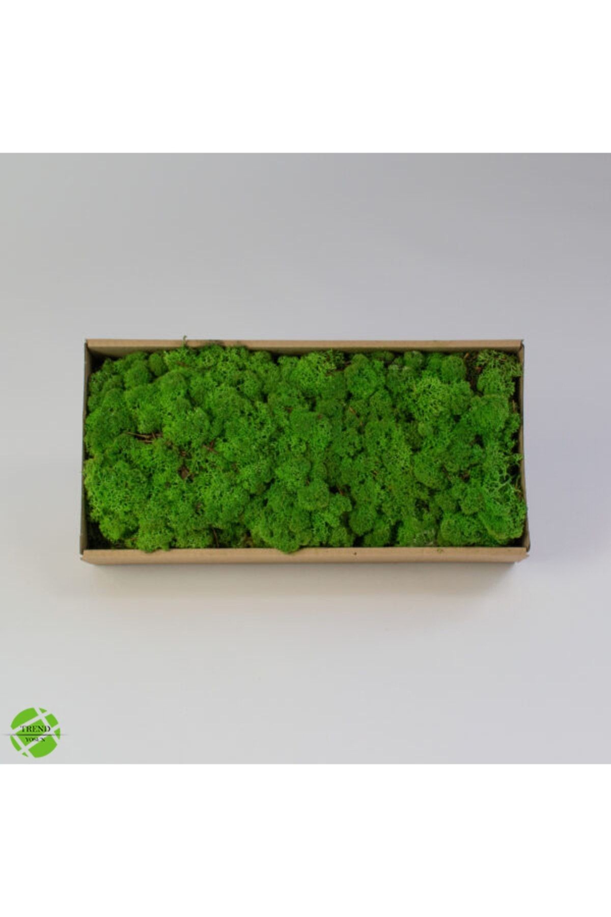 Reindeer Moss Lime Green-forest Green Set of 2 Freezing Imported Norwegian Moss