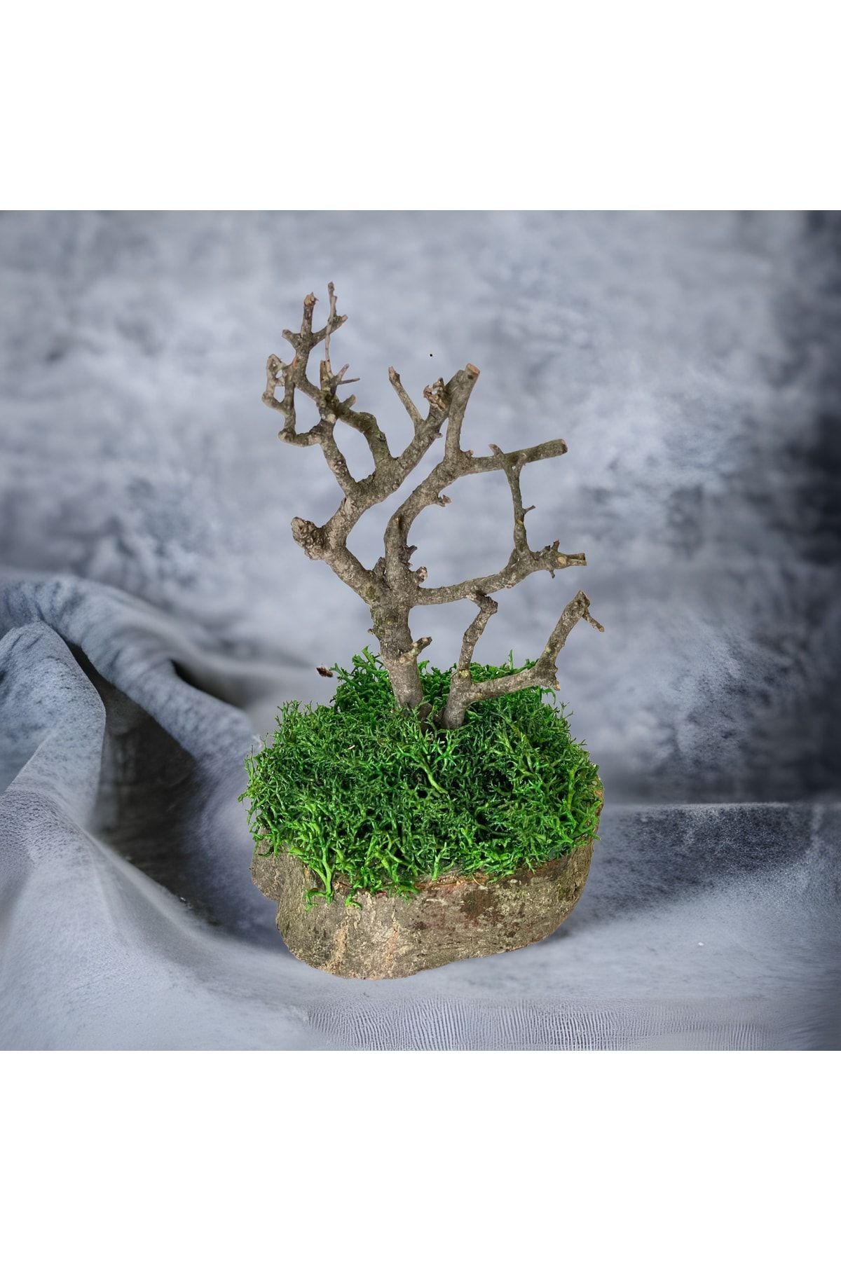 Miniature Natural Freezing Gift Wish Tree Natural Norwegian Moss Oak Tree