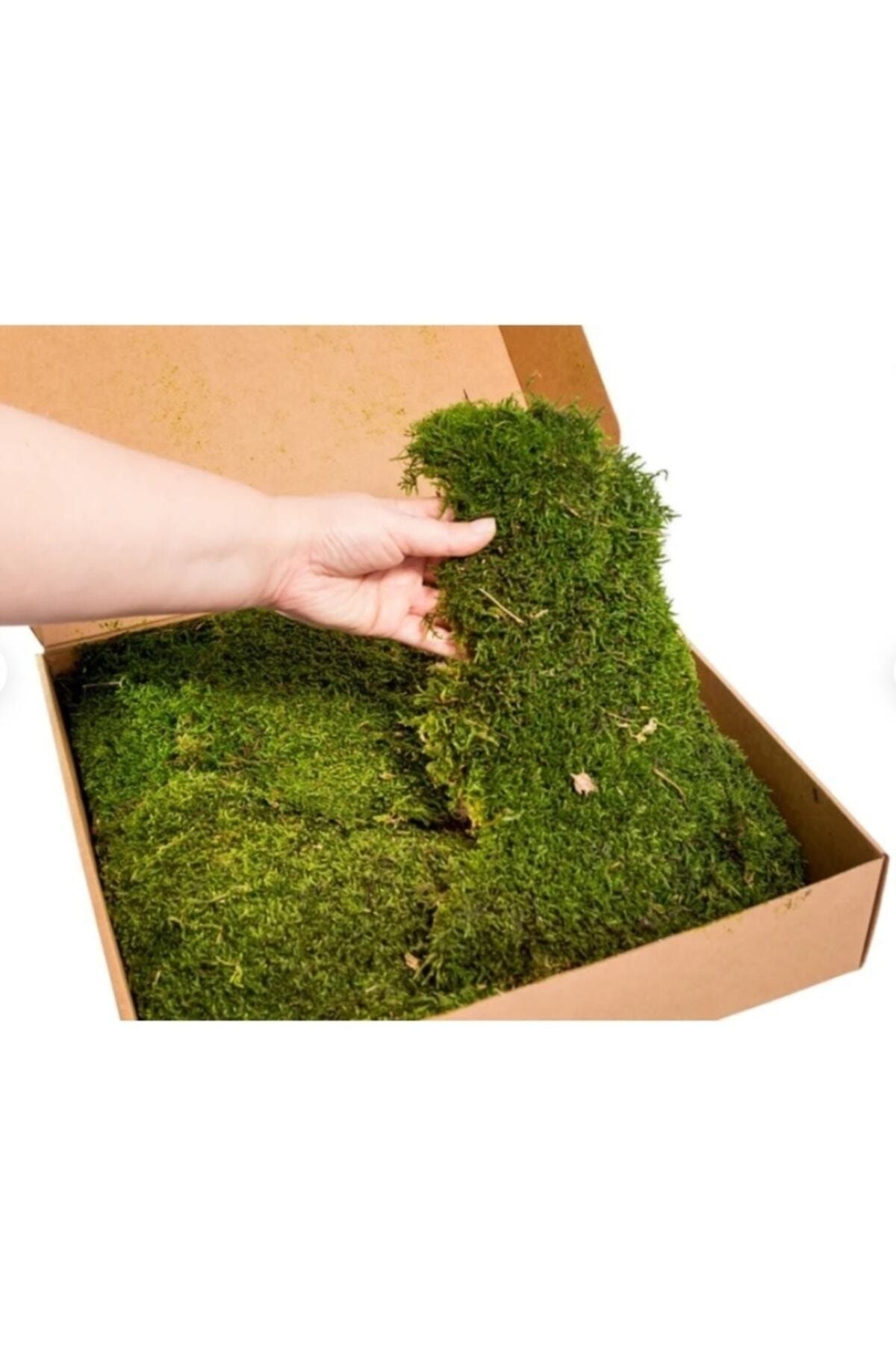 Live Freezing Mummified Land Moss Flatmoss 1m2 (square meter) Decorative Products Usage Moss