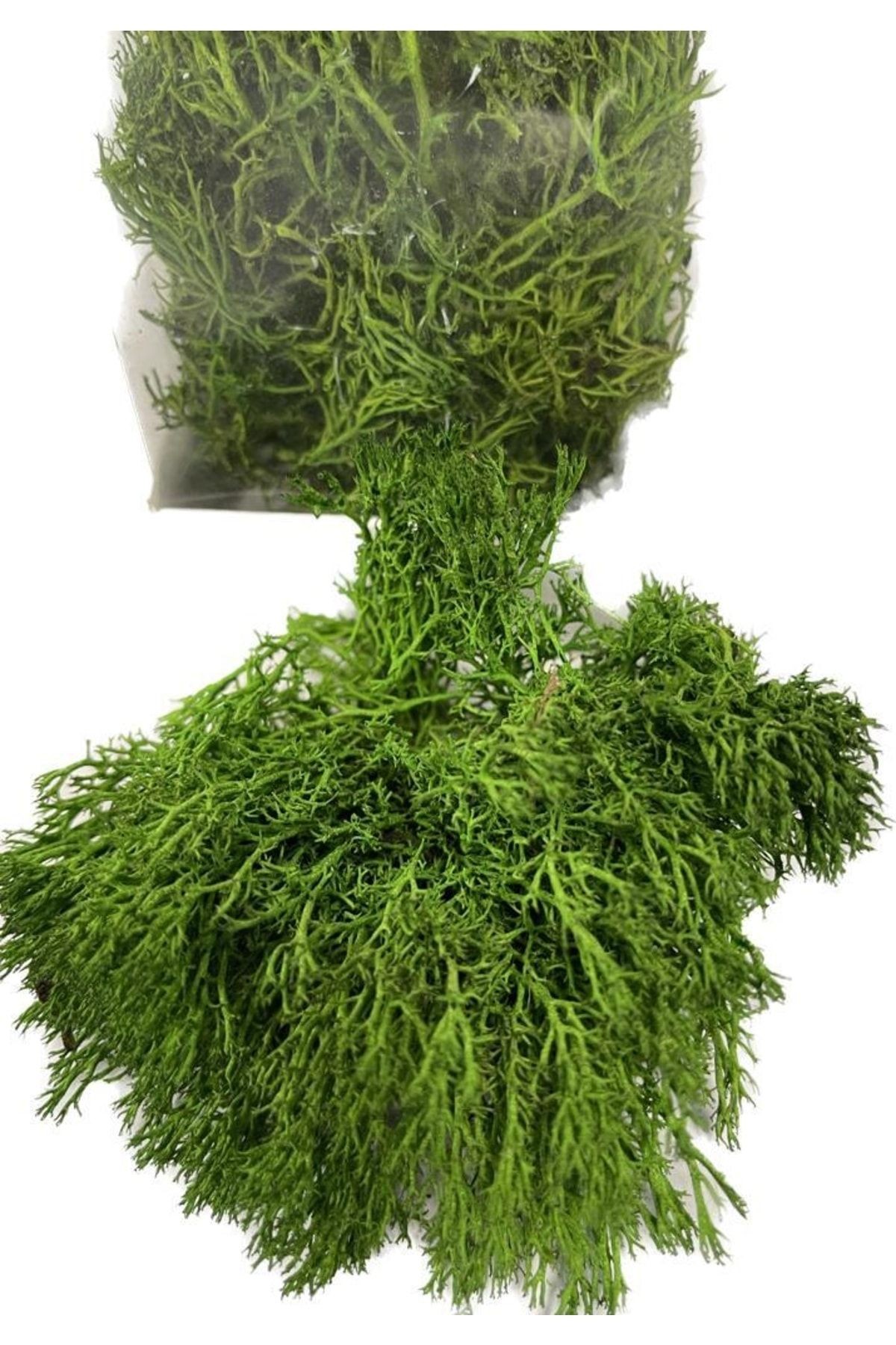 Terrarium Moss, Islandmoss, Mini Garden 10 Gr