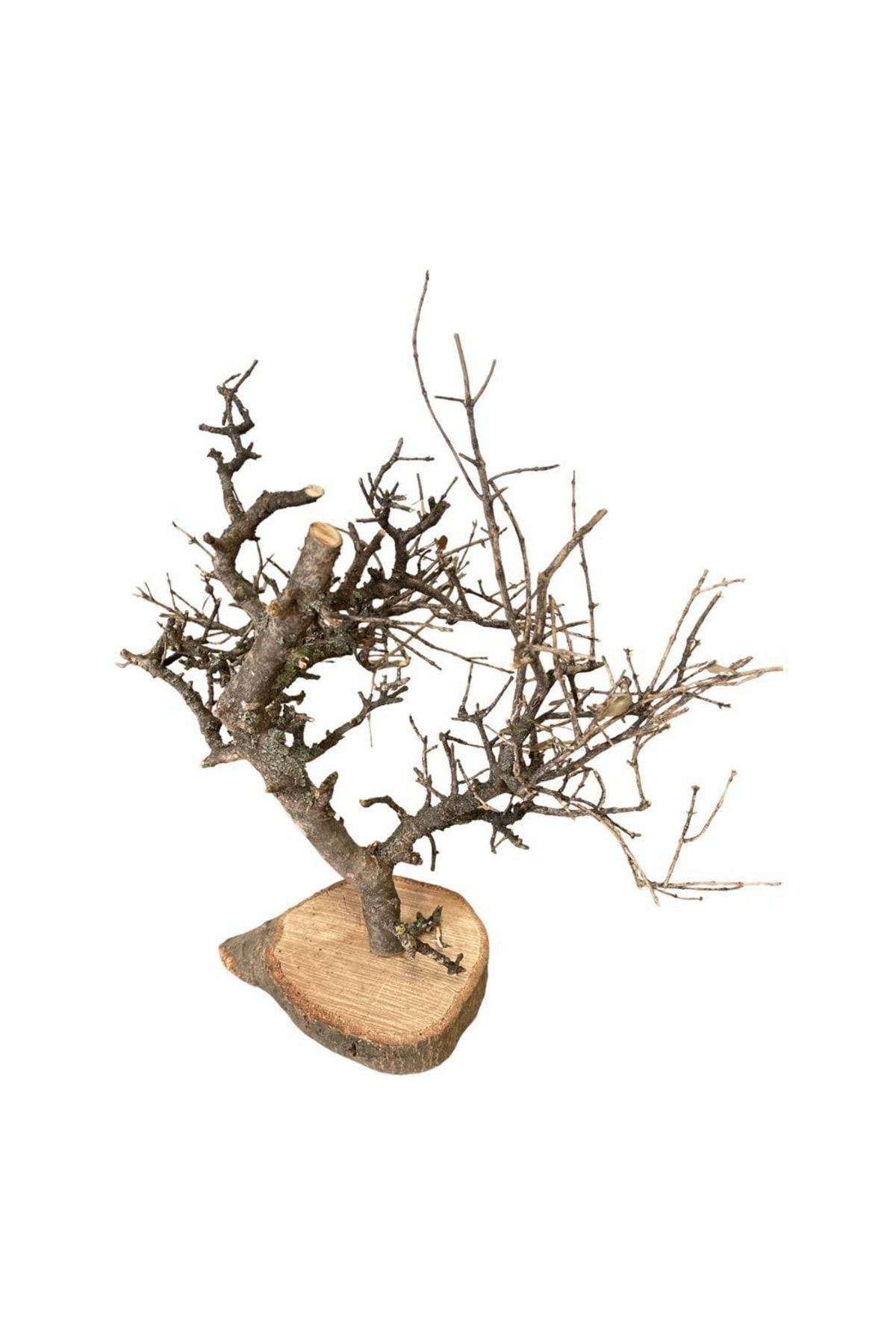 Dekoratif Dilek Ağacı Natural , Kurutulmuş Meşe , Minyatür Bonsai, Handmade Doğal