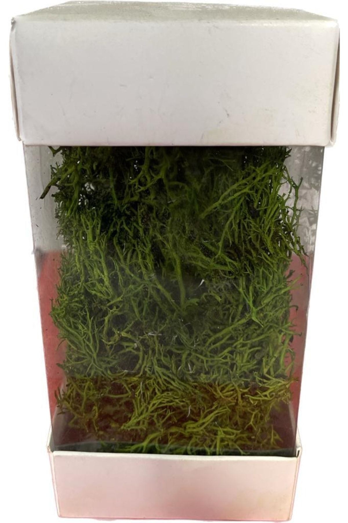 Terraryum Yosunu , Islandmoss , Mini Bahçe 10 Gr