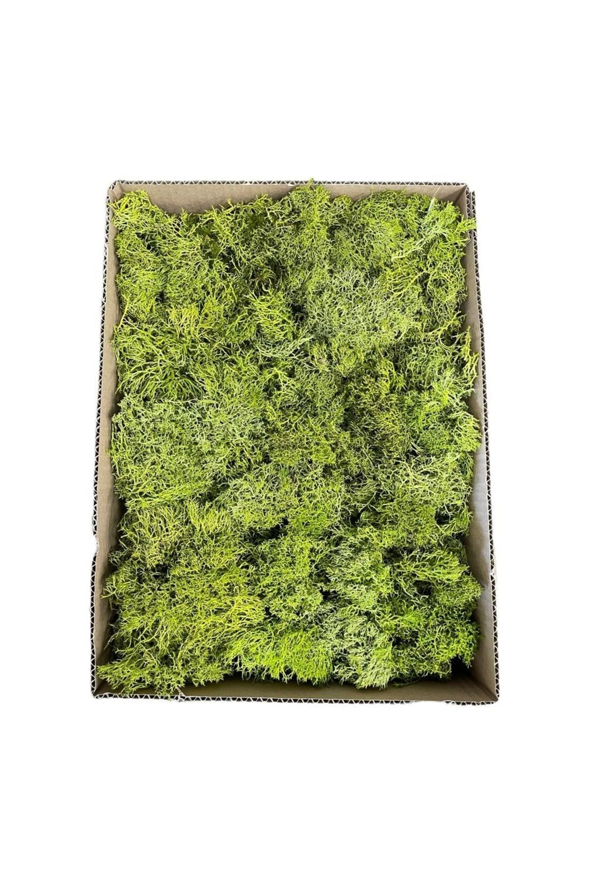 Terrarium Moss Green Norway Moss Lichen Mossterrarium Ornament House Plant Office Plant Indoor Plant