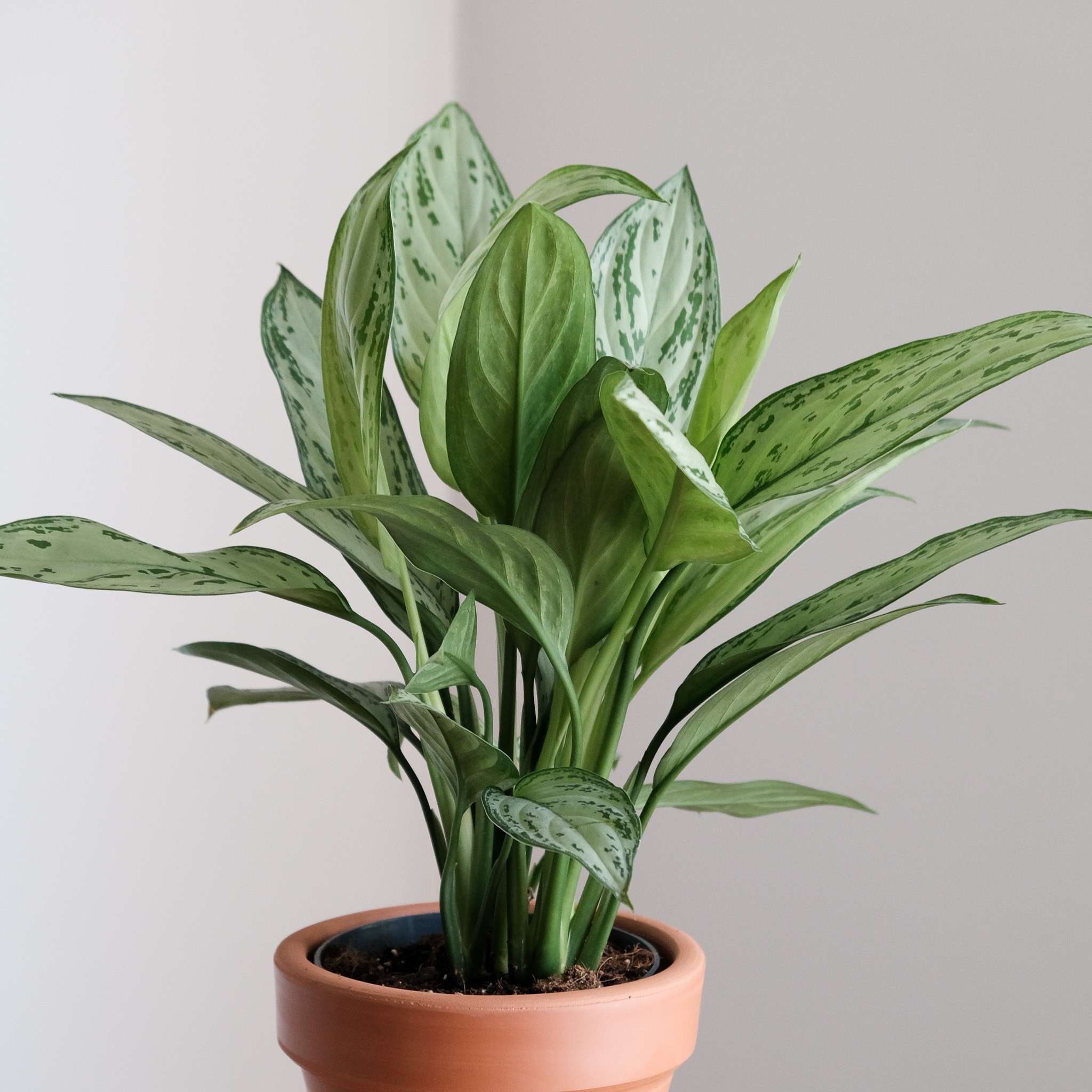 Aglaonema Silver