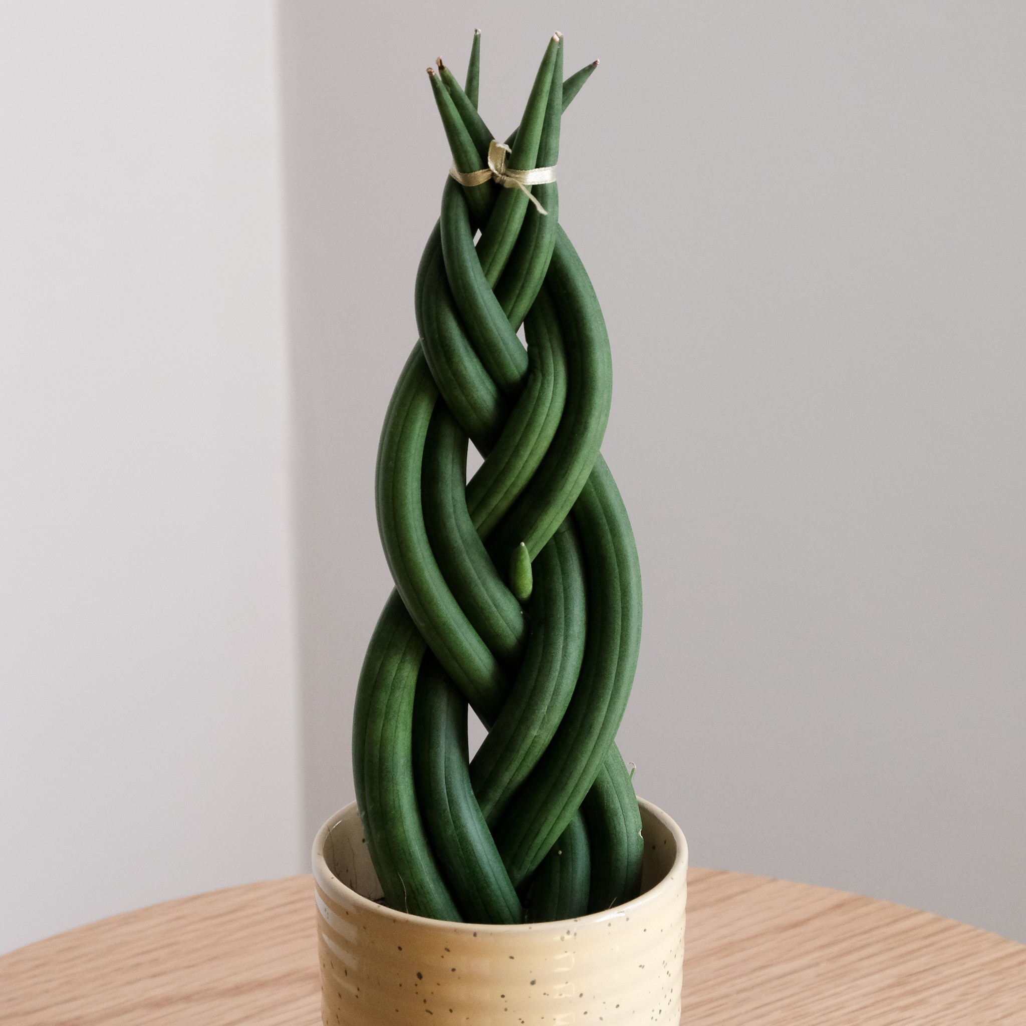 Sansevieria Cylindrica