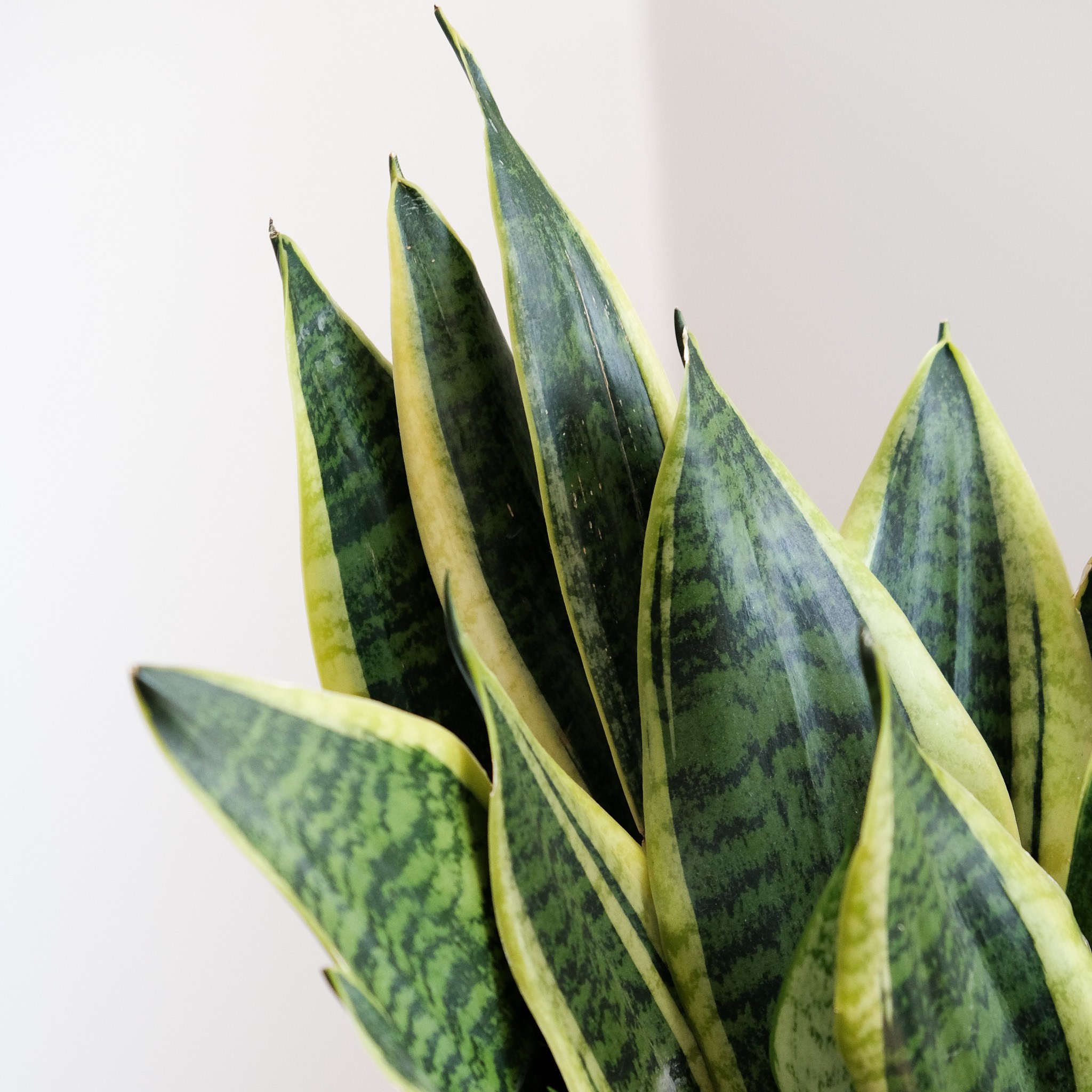 Sansevieria Trifasciata