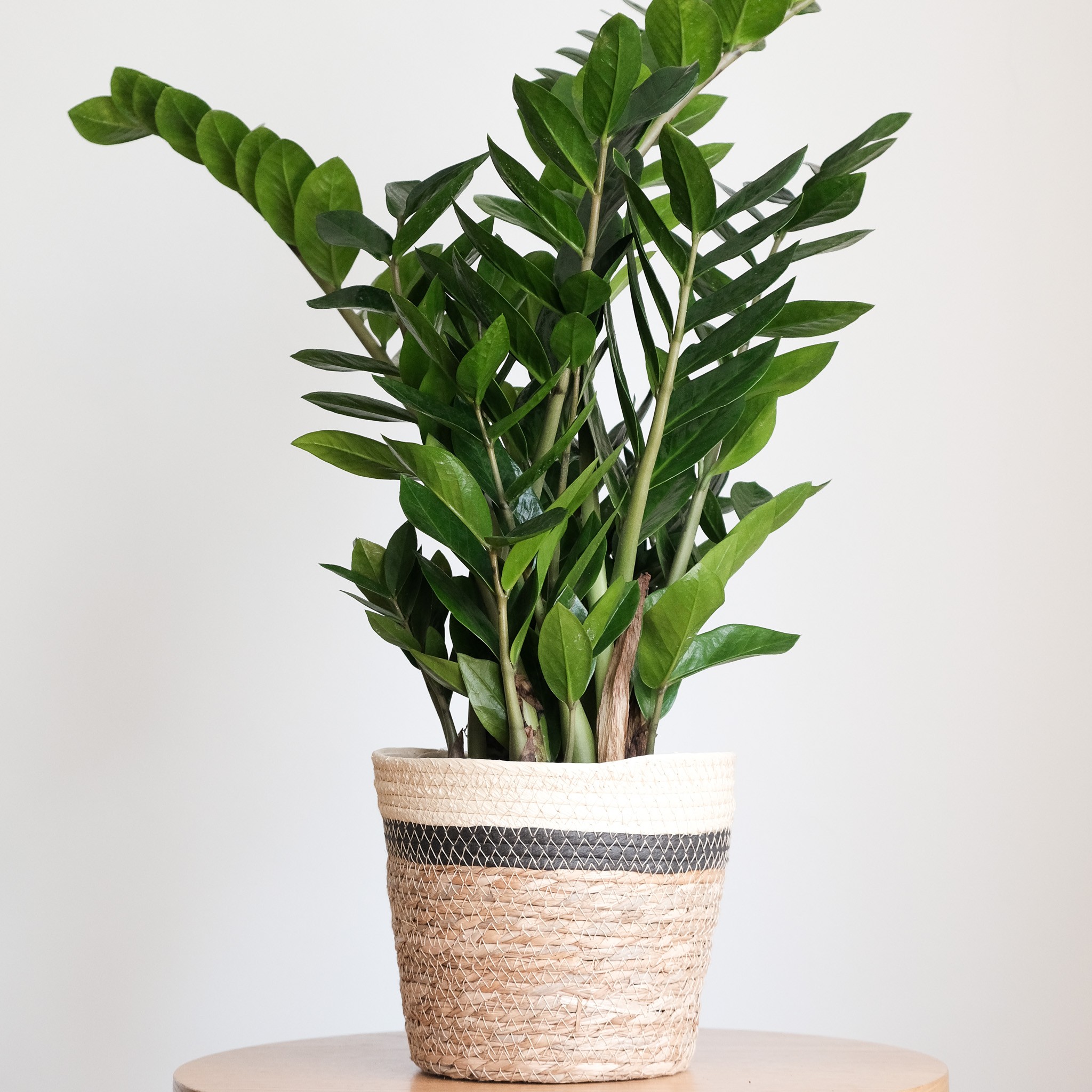 Zamia Zamioculcas