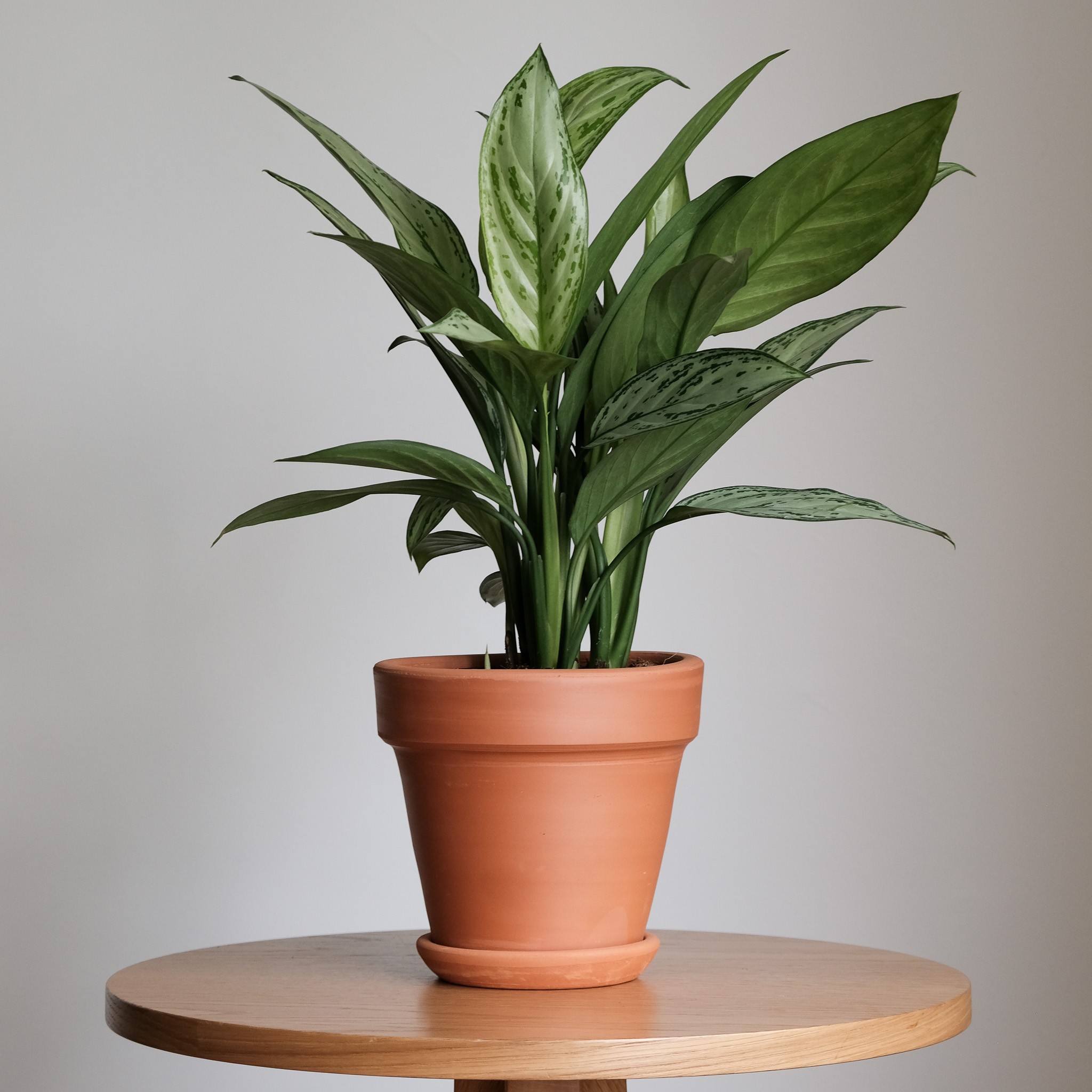 Aglaonema Silver