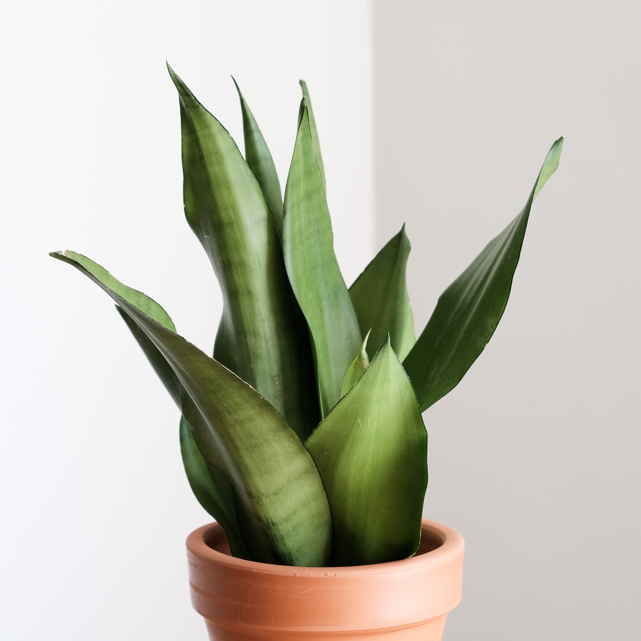 Sansevieria Moonshine