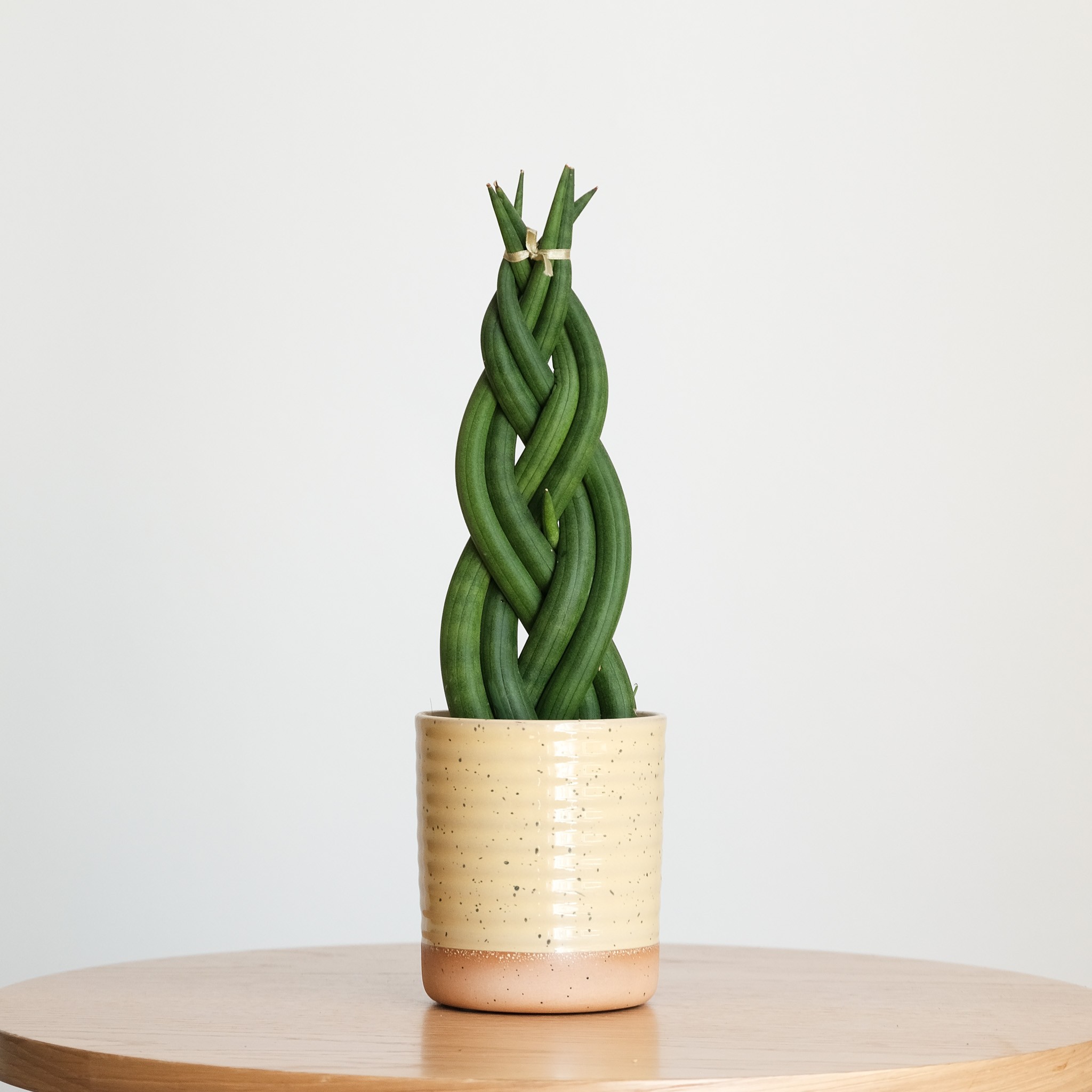 Sansevieria Cylindrica