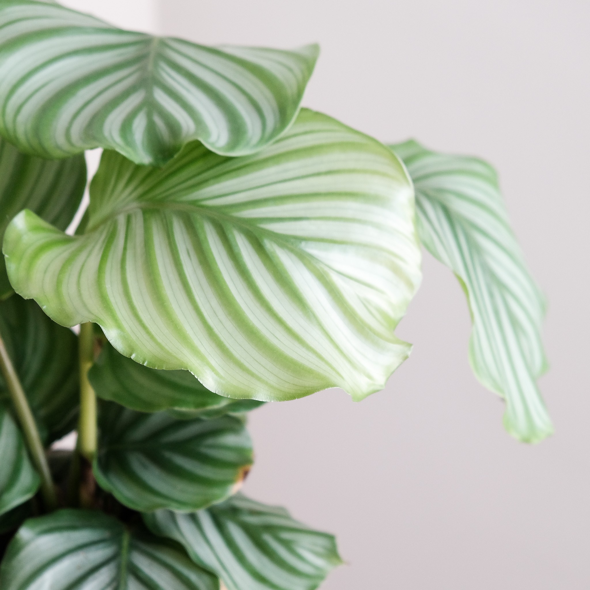 Calathea Orbifolia XL