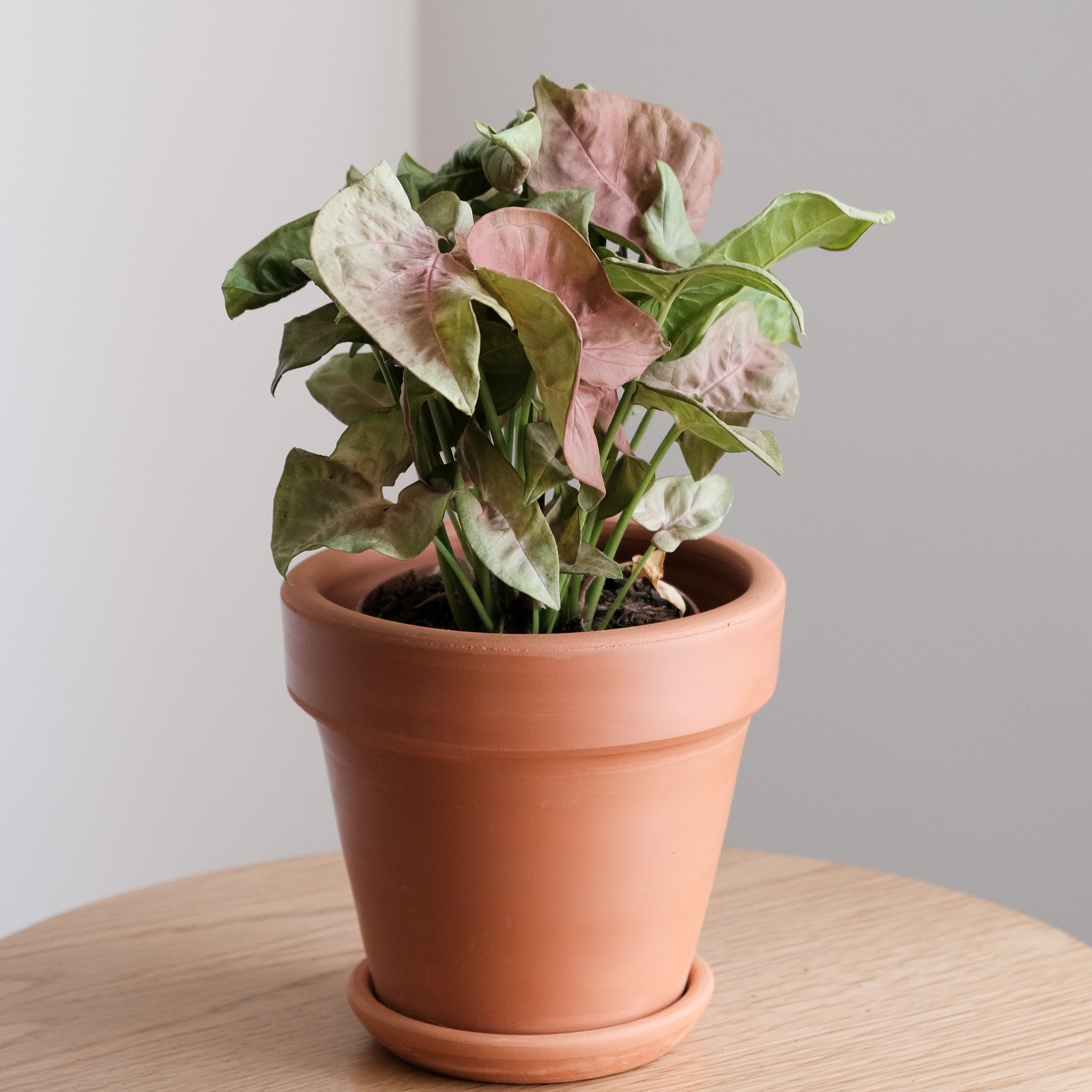 Syngonium Pink