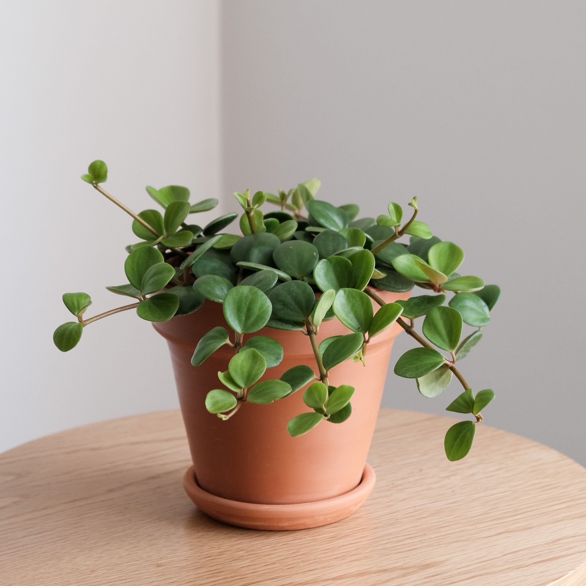 Peperomia Tetraphylla