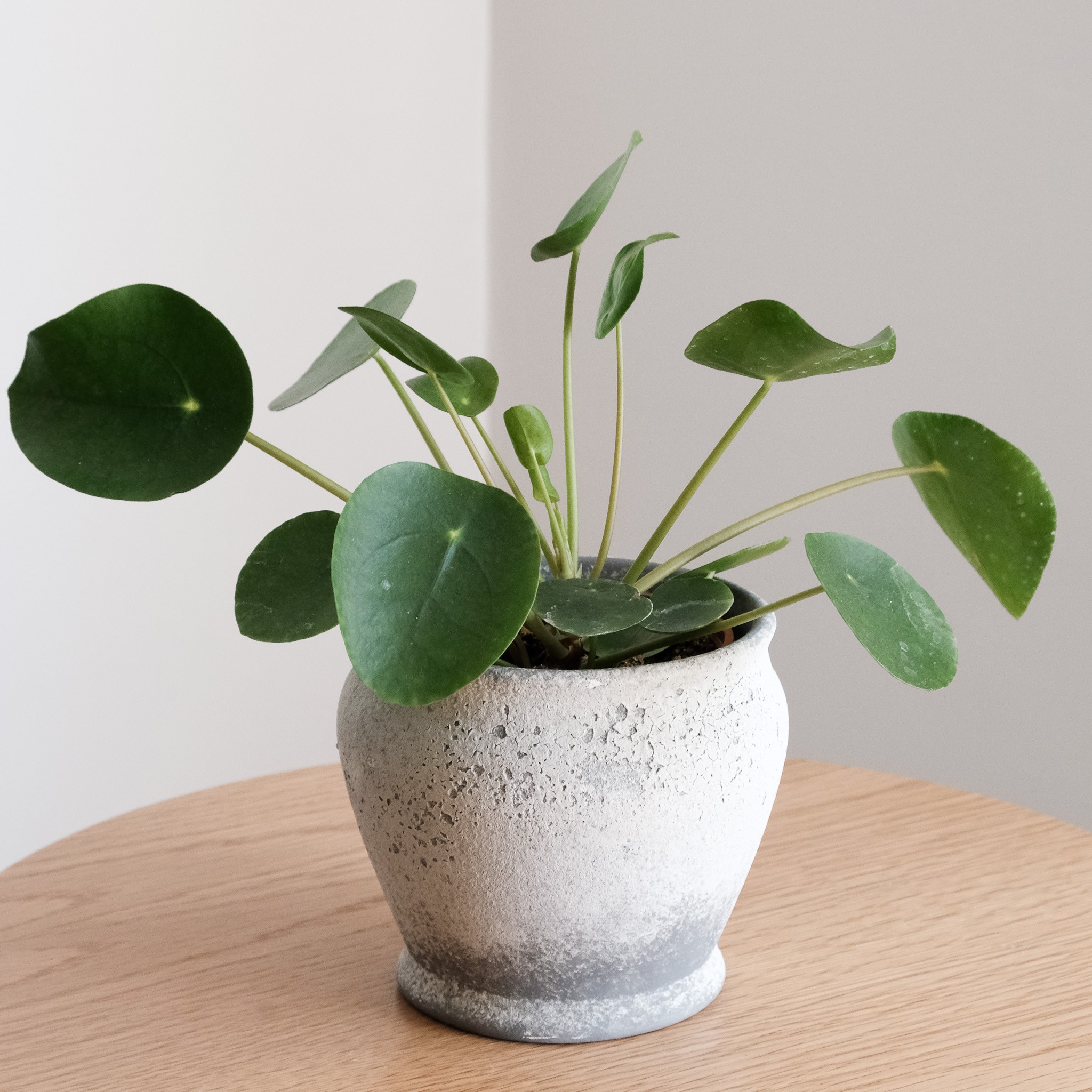  Pilea Peperomioides