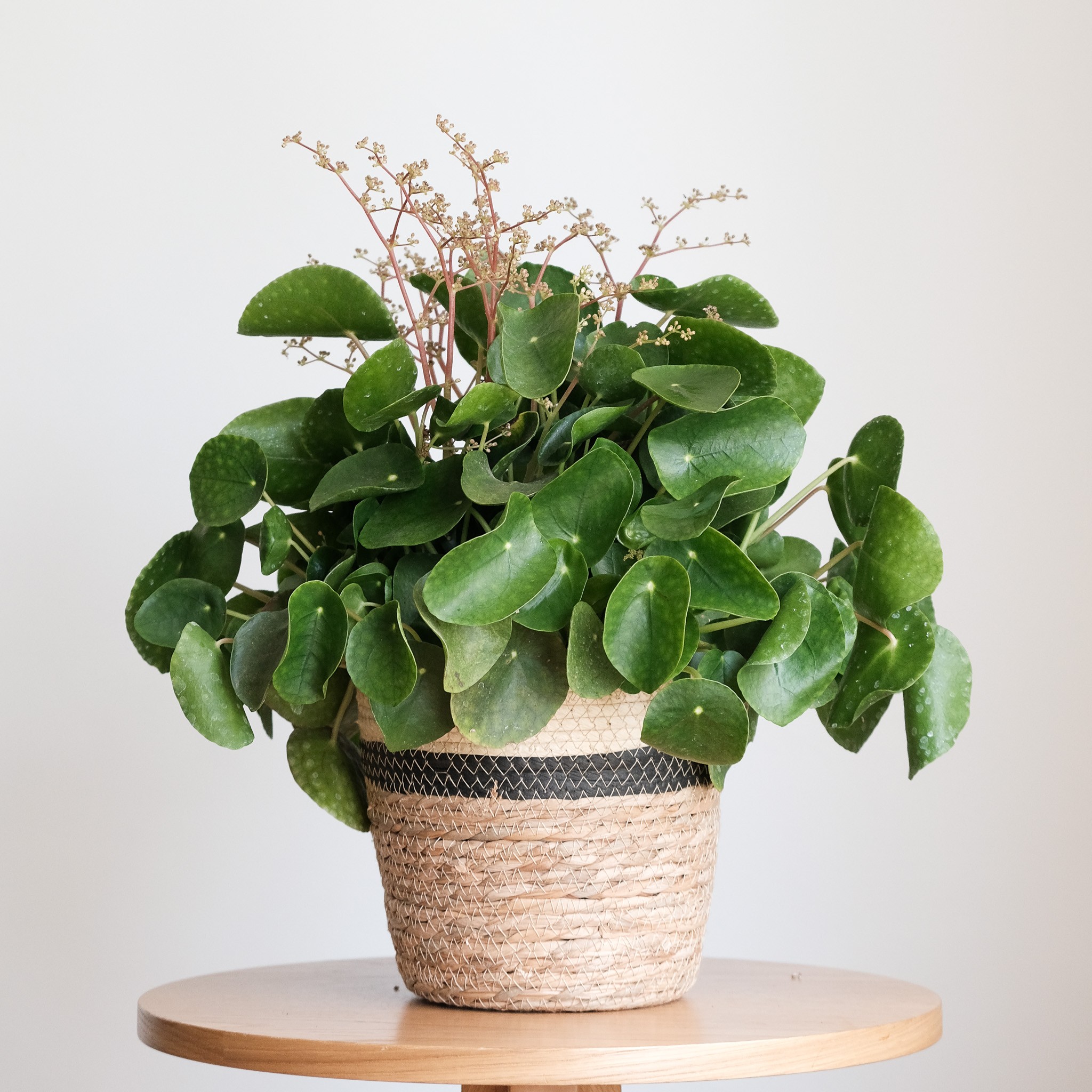 Pilea Peperomioides XL