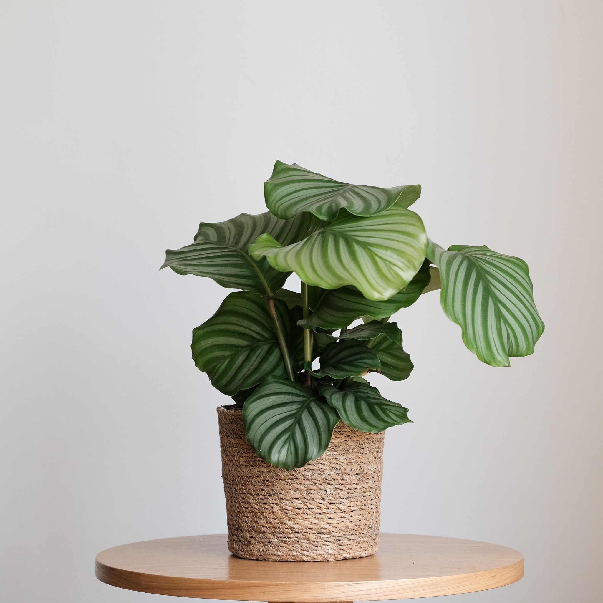 Calathea Orbifolia XL