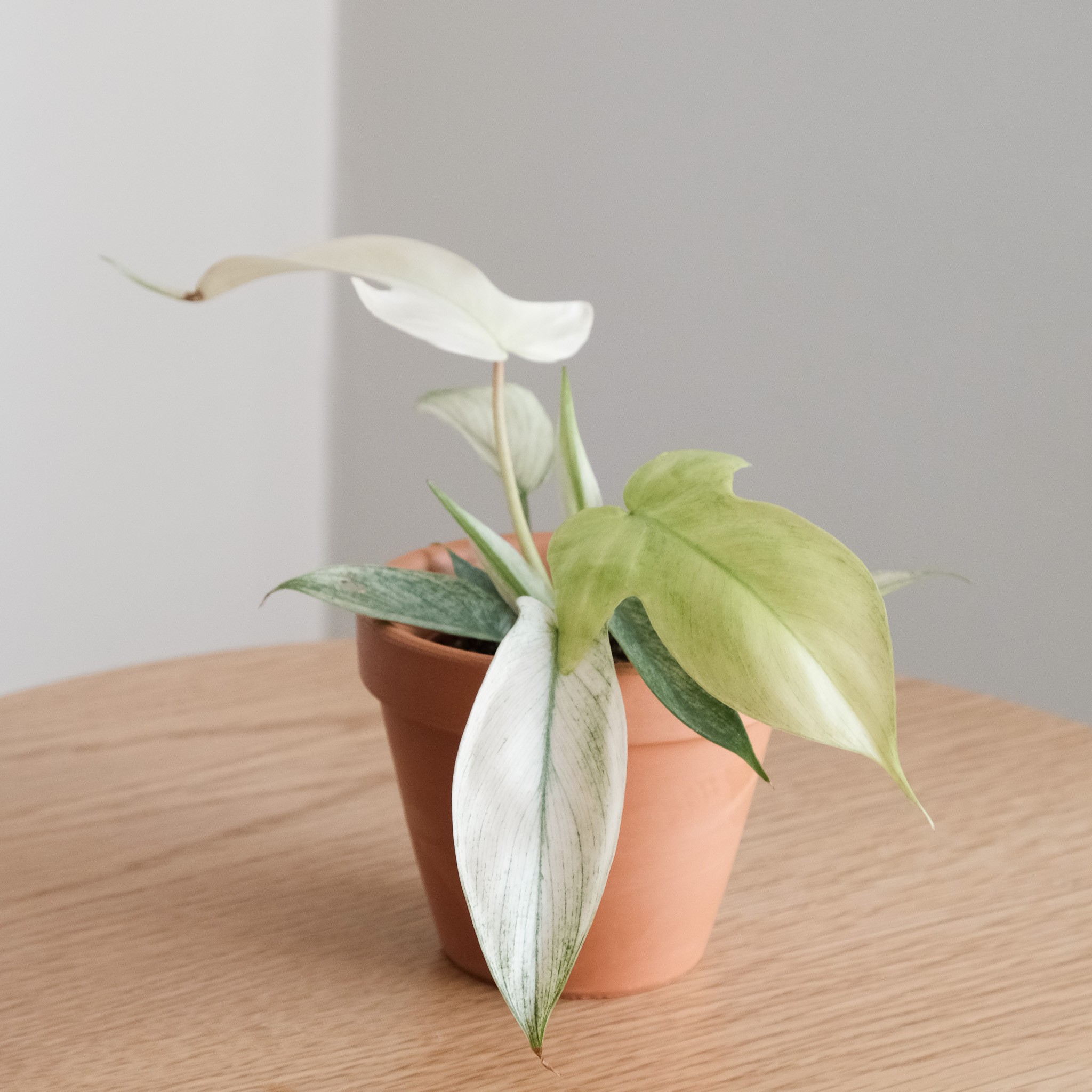 Philodendron Florida Ghost