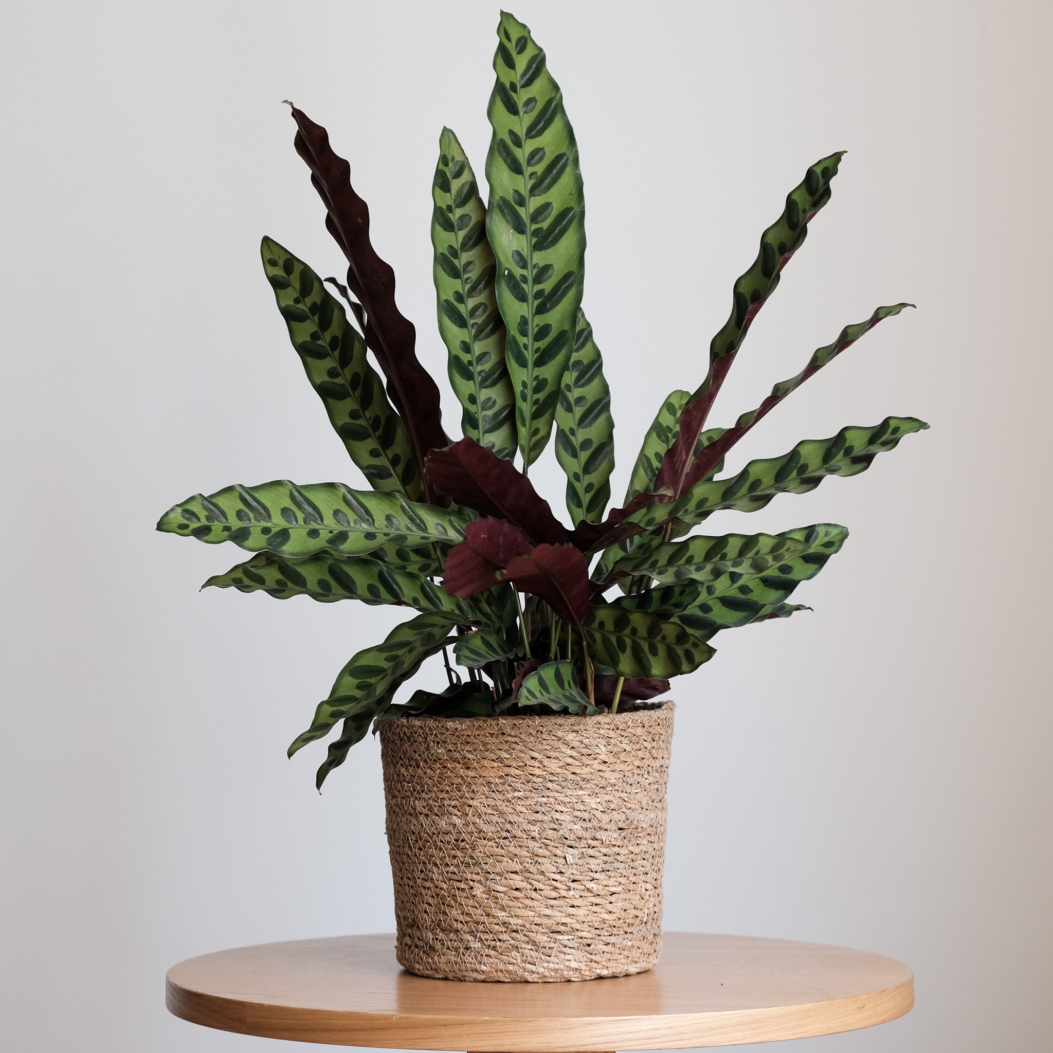 Calathea Lancifolia