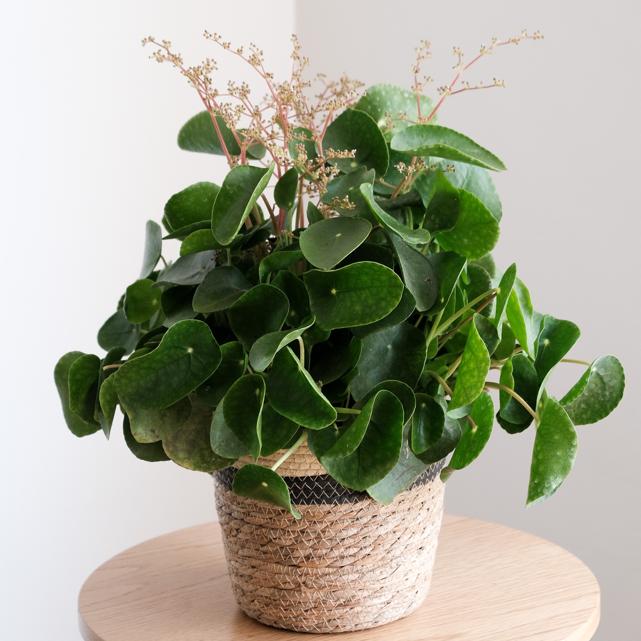 Pilea Peperomioides XL