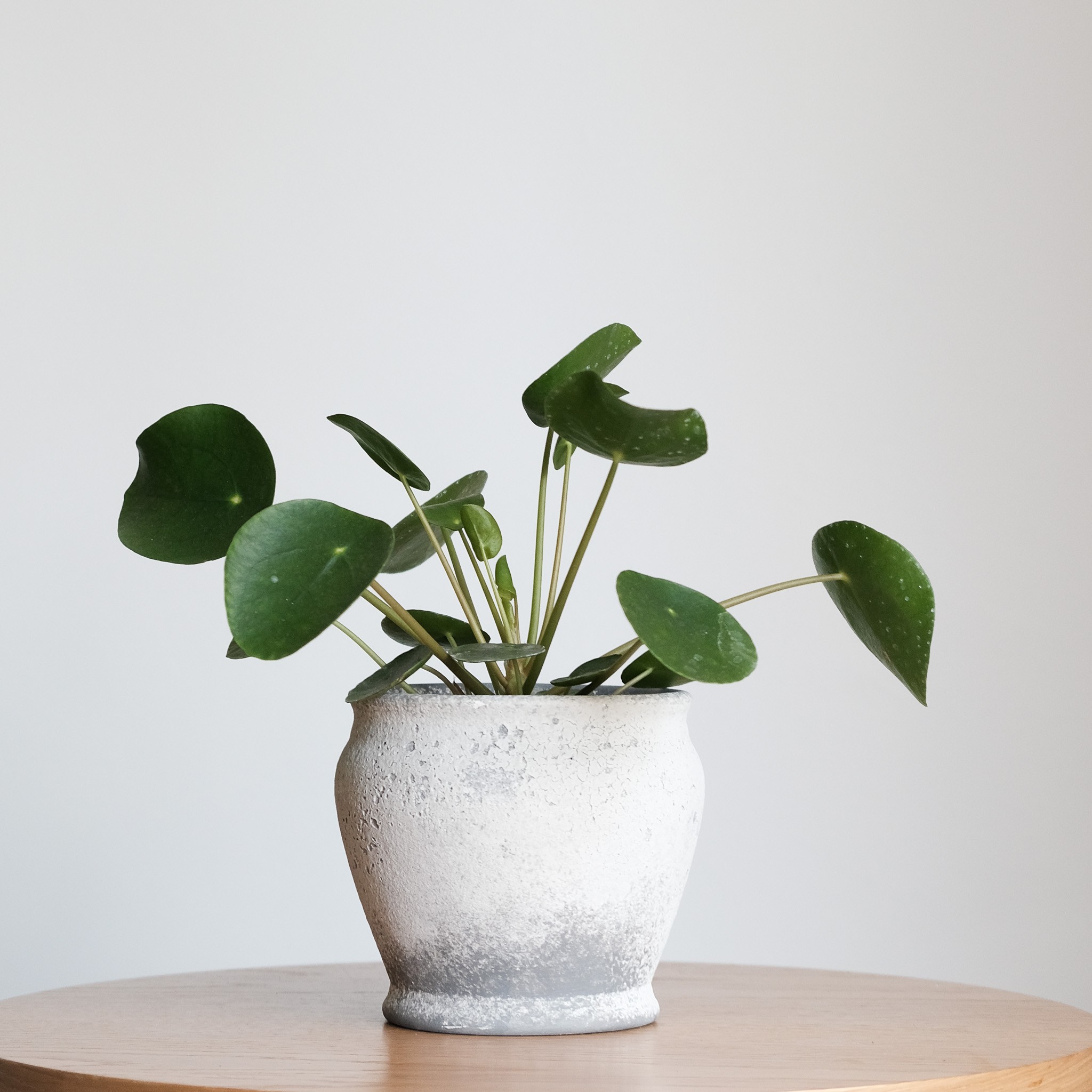  Pilea Peperomioides