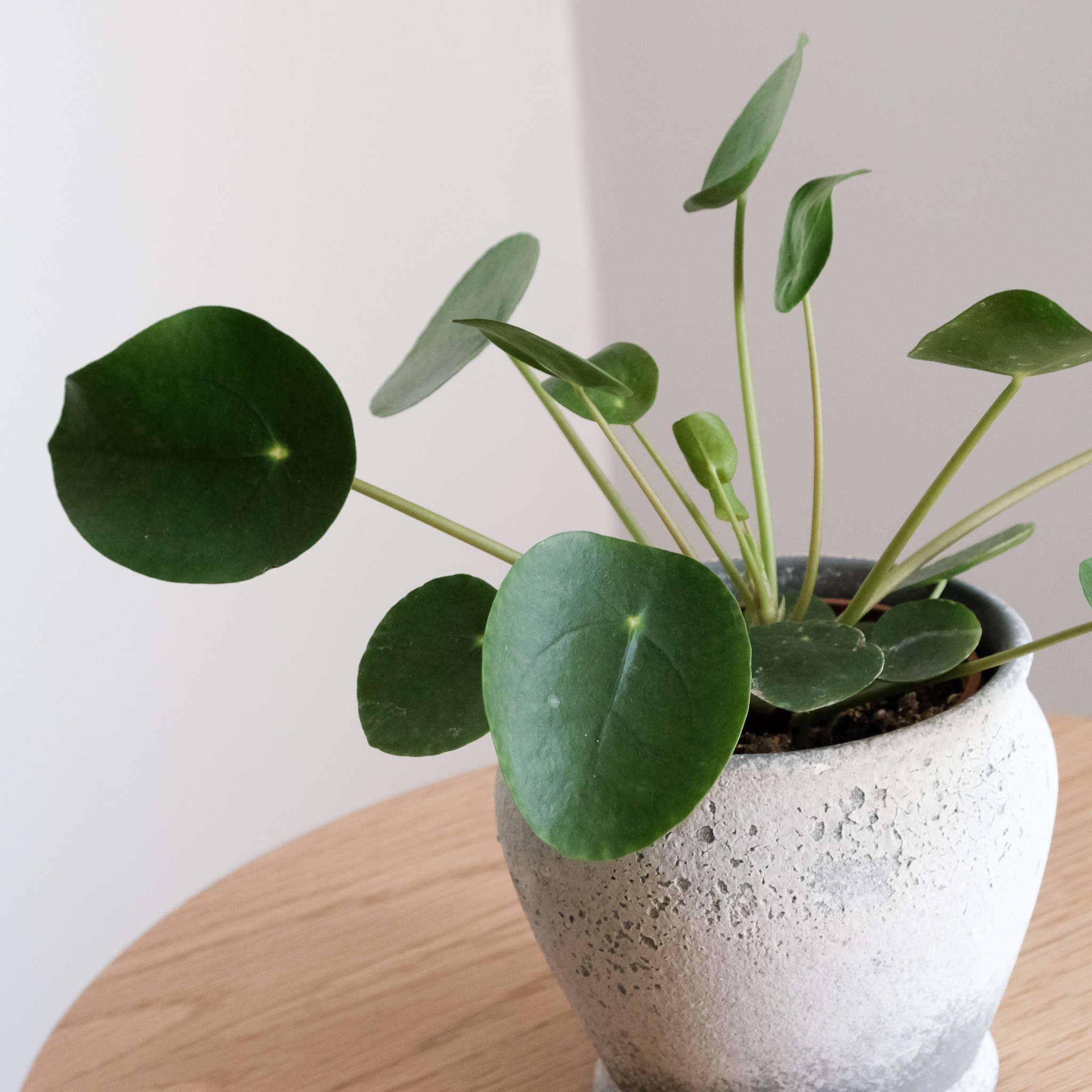  Pilea Peperomioides