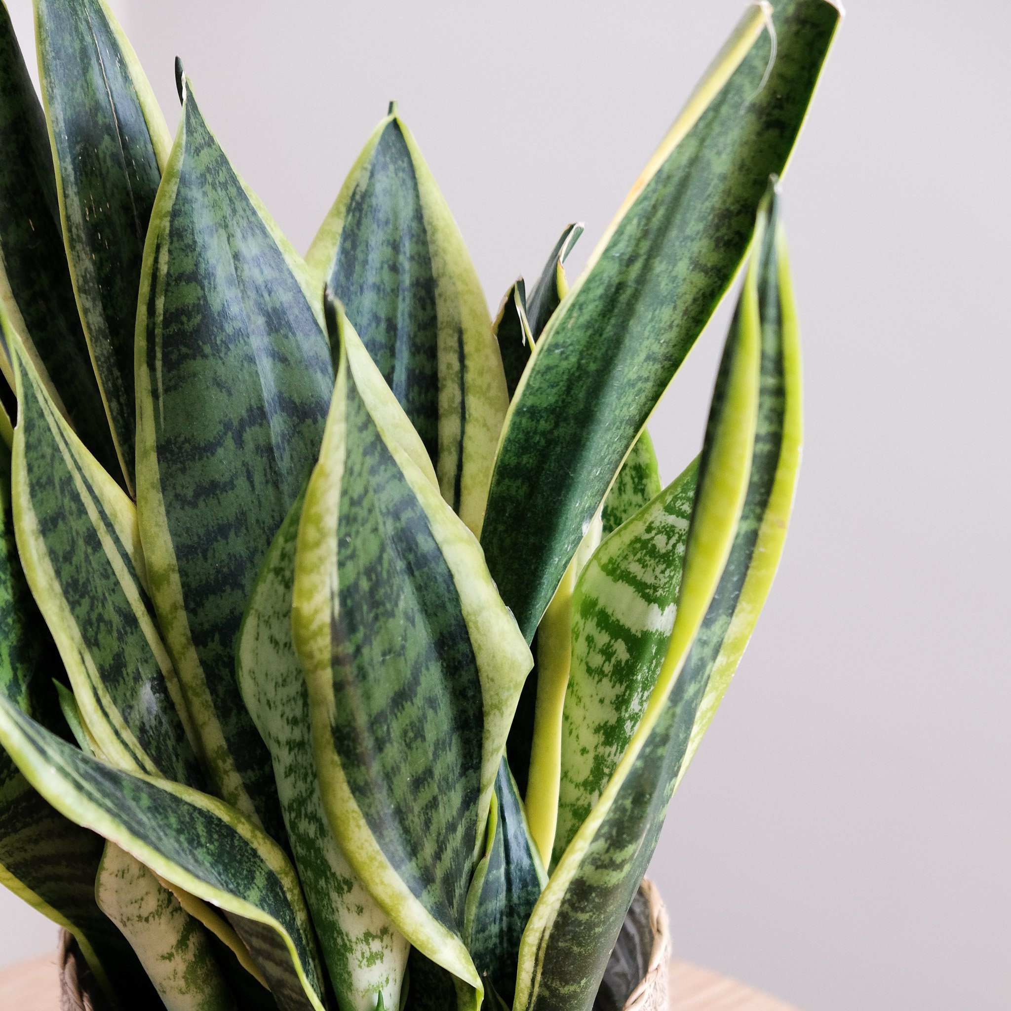 Sansevieria Trifasciata