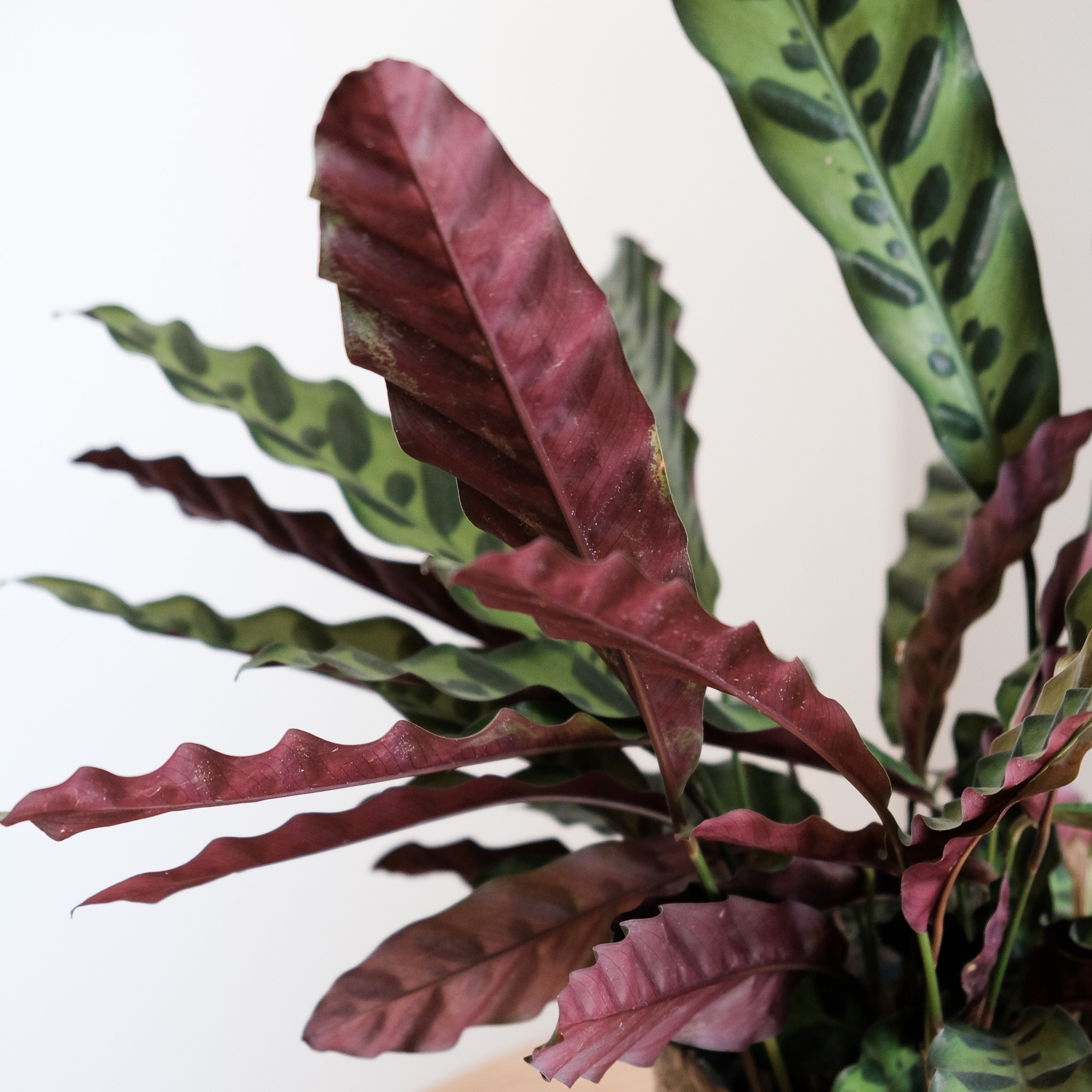 Calathea Lancifolia