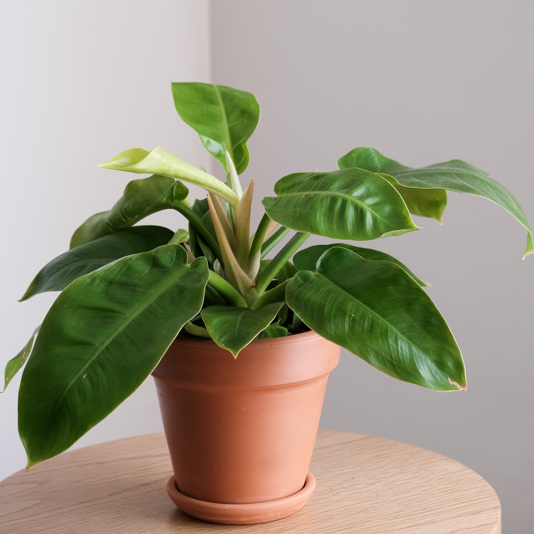  Philodendron Moonlight